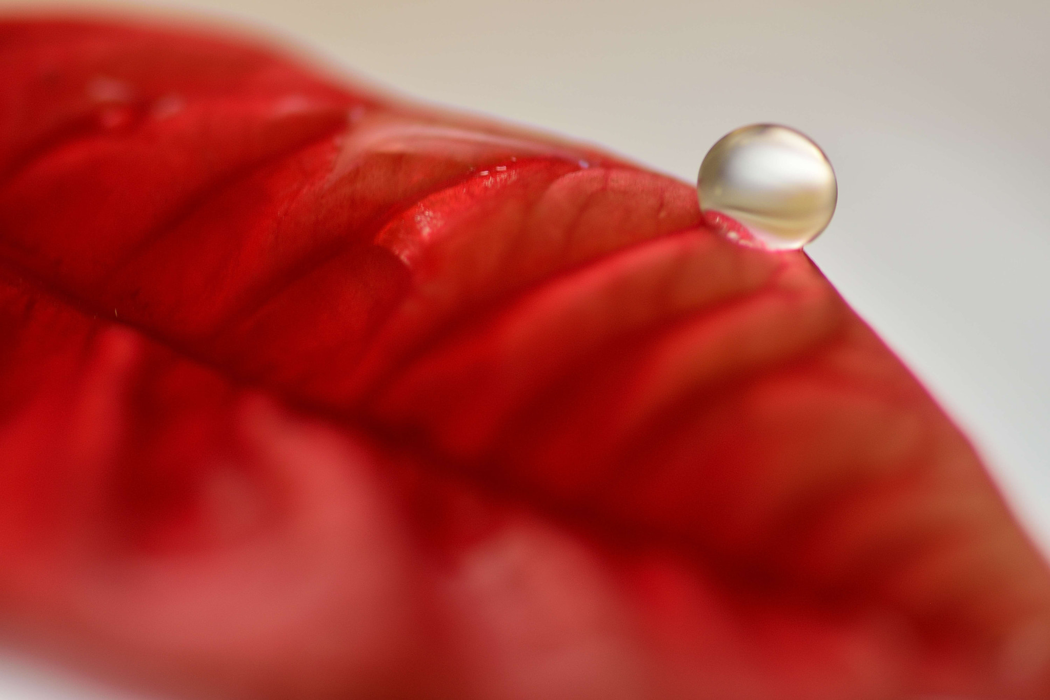 Sigma 105mm F2.8 EX DG OS HSM sample photo. Water drop photography