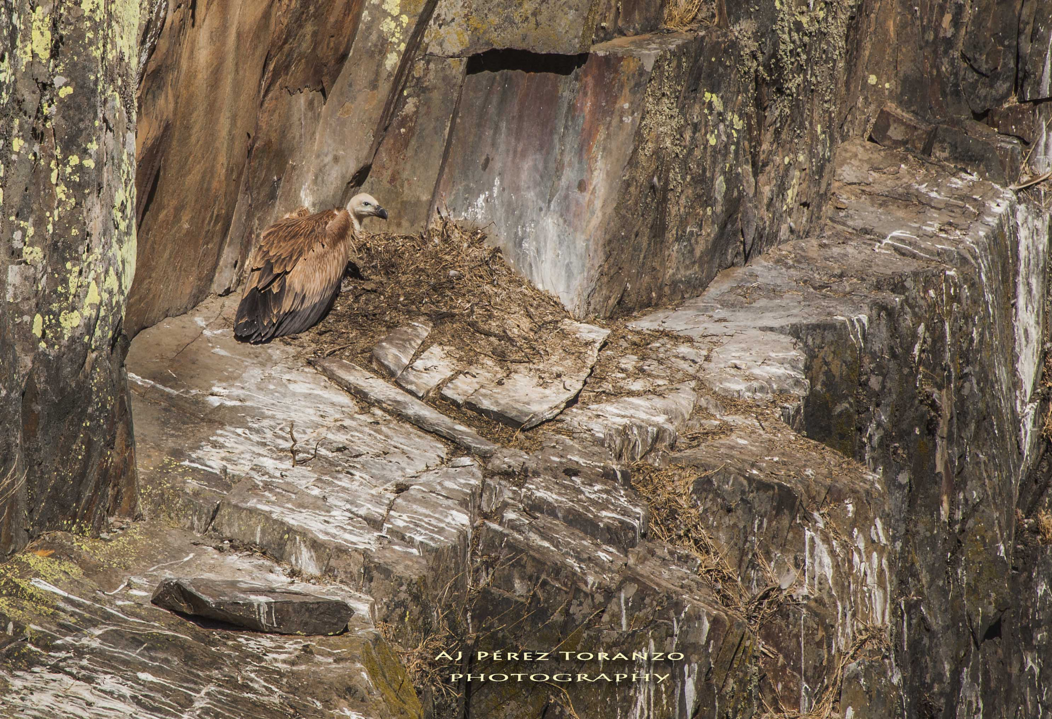Canon EF 100-400mm F4.5-5.6L IS USM sample photo. CrÍa de buitre photography