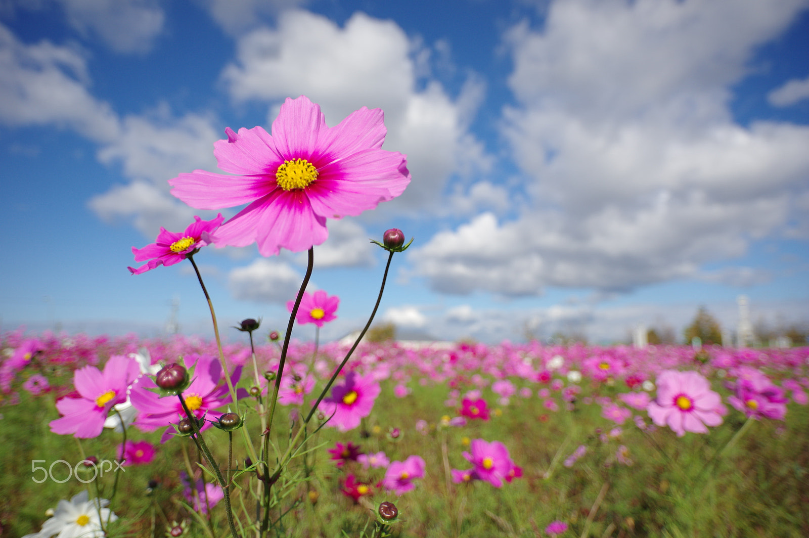 HD Pentax DA 15mm F4 ED AL Limited sample photo. Lovely day photography