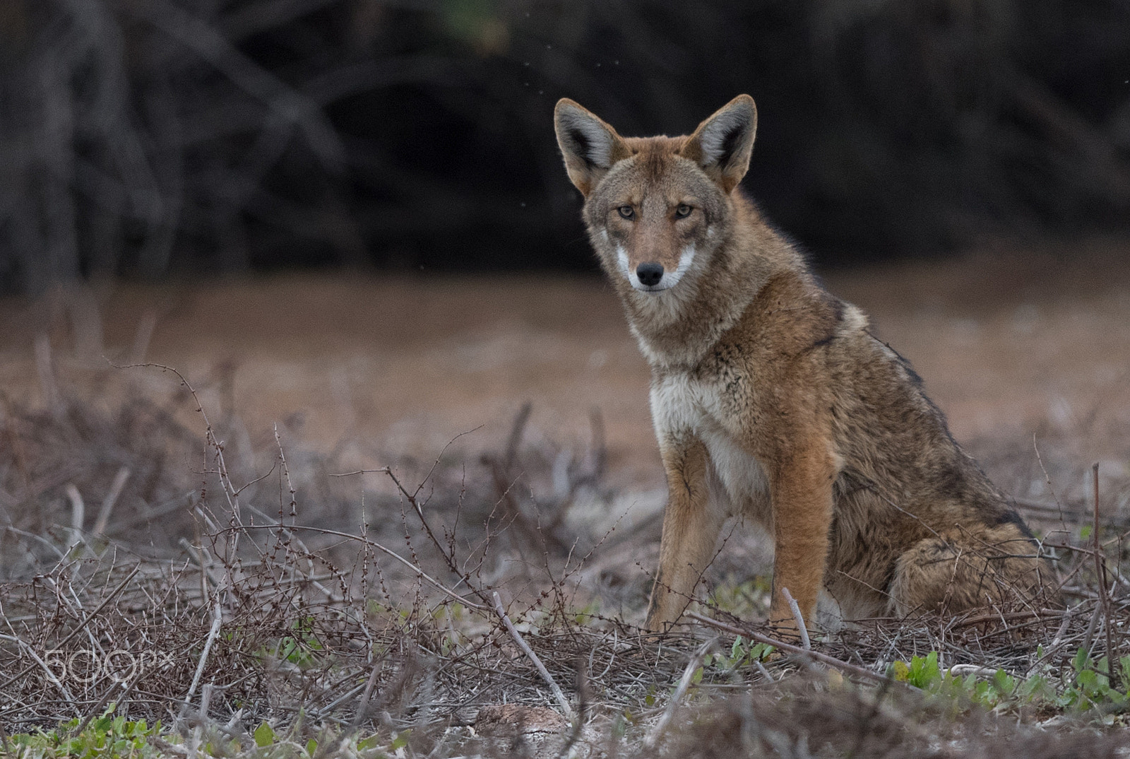 Nikon AF-S Nikkor 800mm F5.6E FL ED VR sample photo. Coyote photography