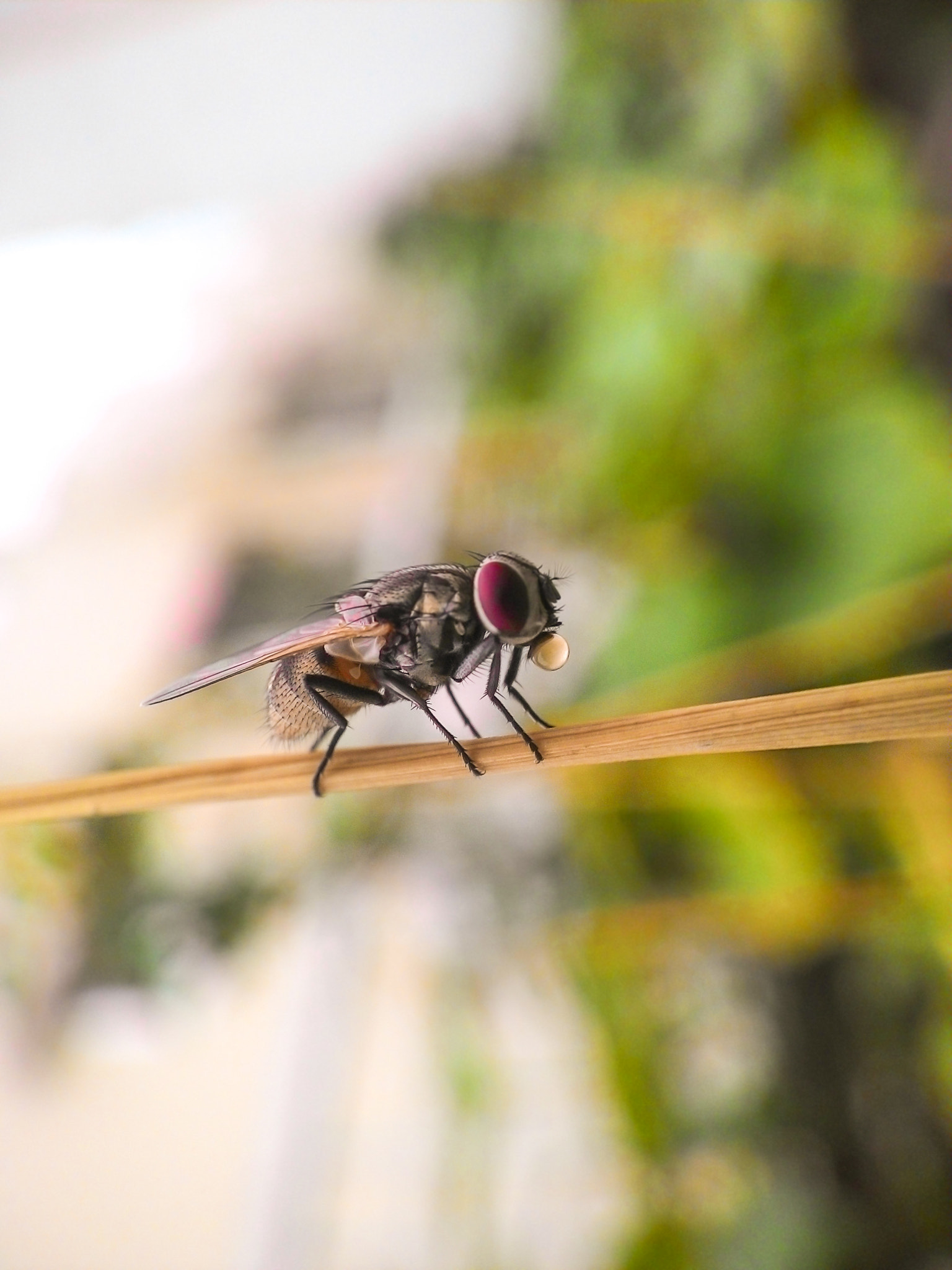 ASUS T00F sample photo. Acrobatic fly photography