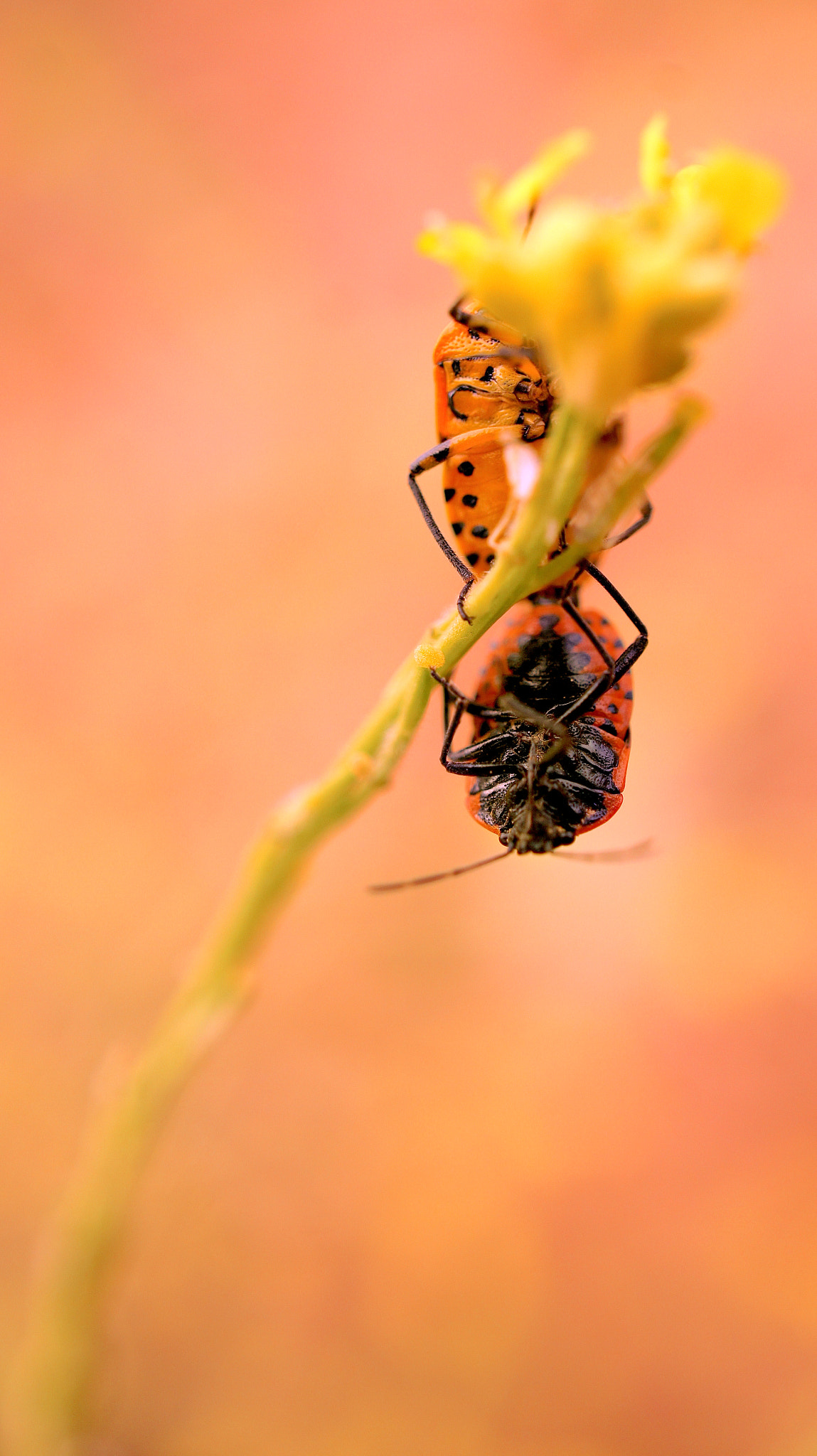 Sony NEX-VG10E + Sony E 30mm F3.5 Macro sample photo. Eurydema dominulus photography