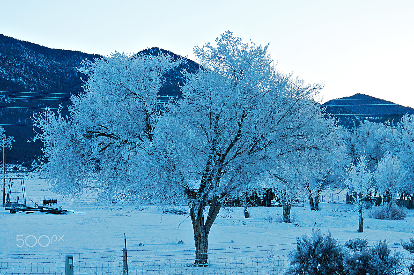 Nikon D3200 sample photo. Frost tree i photography