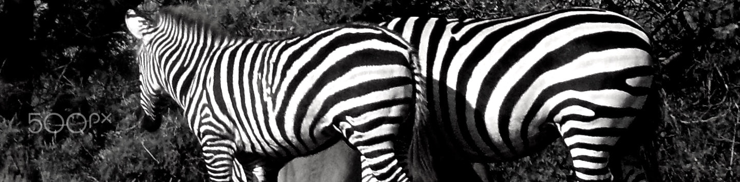 Samsung WB550, WB560 / VLUU WB550 /  HZ15W sample photo. B&w lines photography