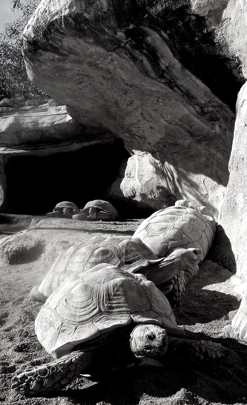 Samsung WB550, WB560 / VLUU WB550 /  HZ15W sample photo. Tortuga on the rocks photography