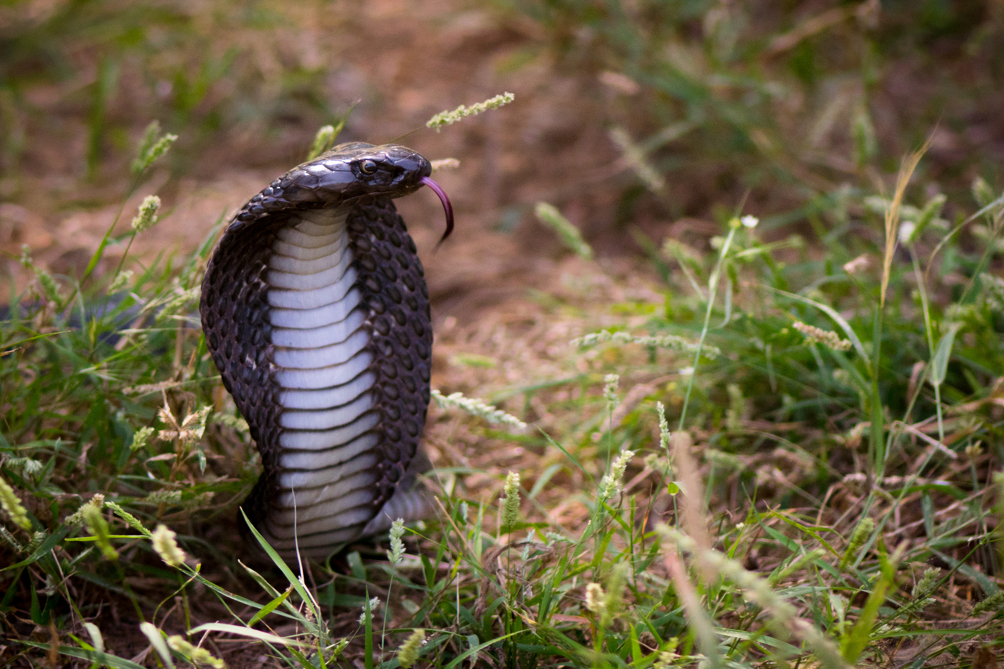 Nikon AF-S Micro-Nikkor 105mm F2.8G IF-ED VR sample photo. Close encounter black cobra photography