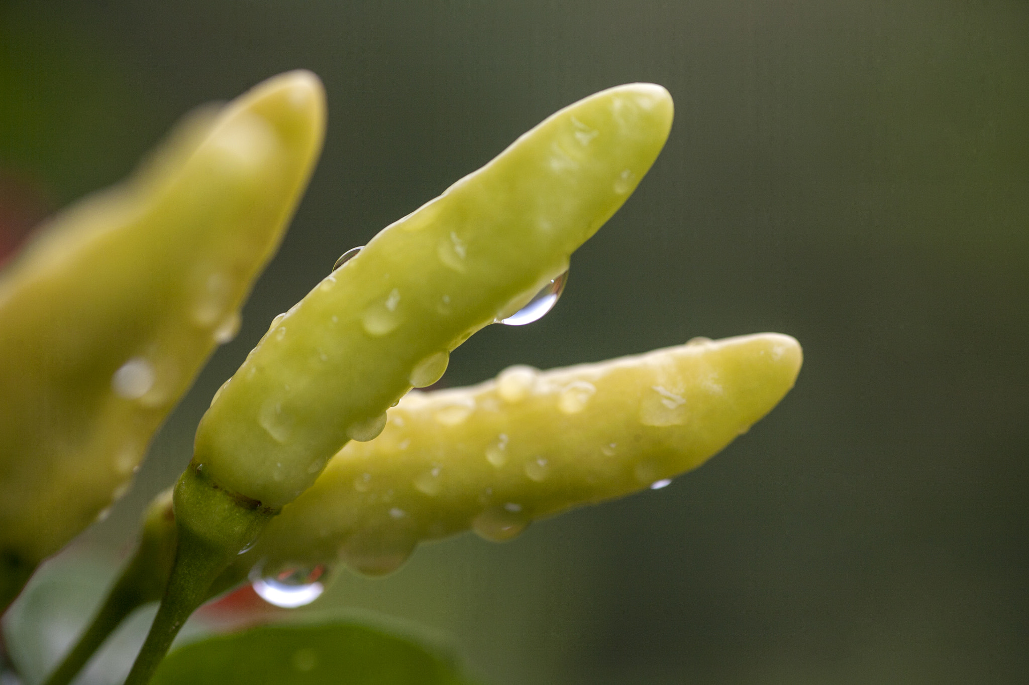 Canon EOS 5D + Tamron SP AF 90mm F2.8 Di Macro sample photo. Pepper photography