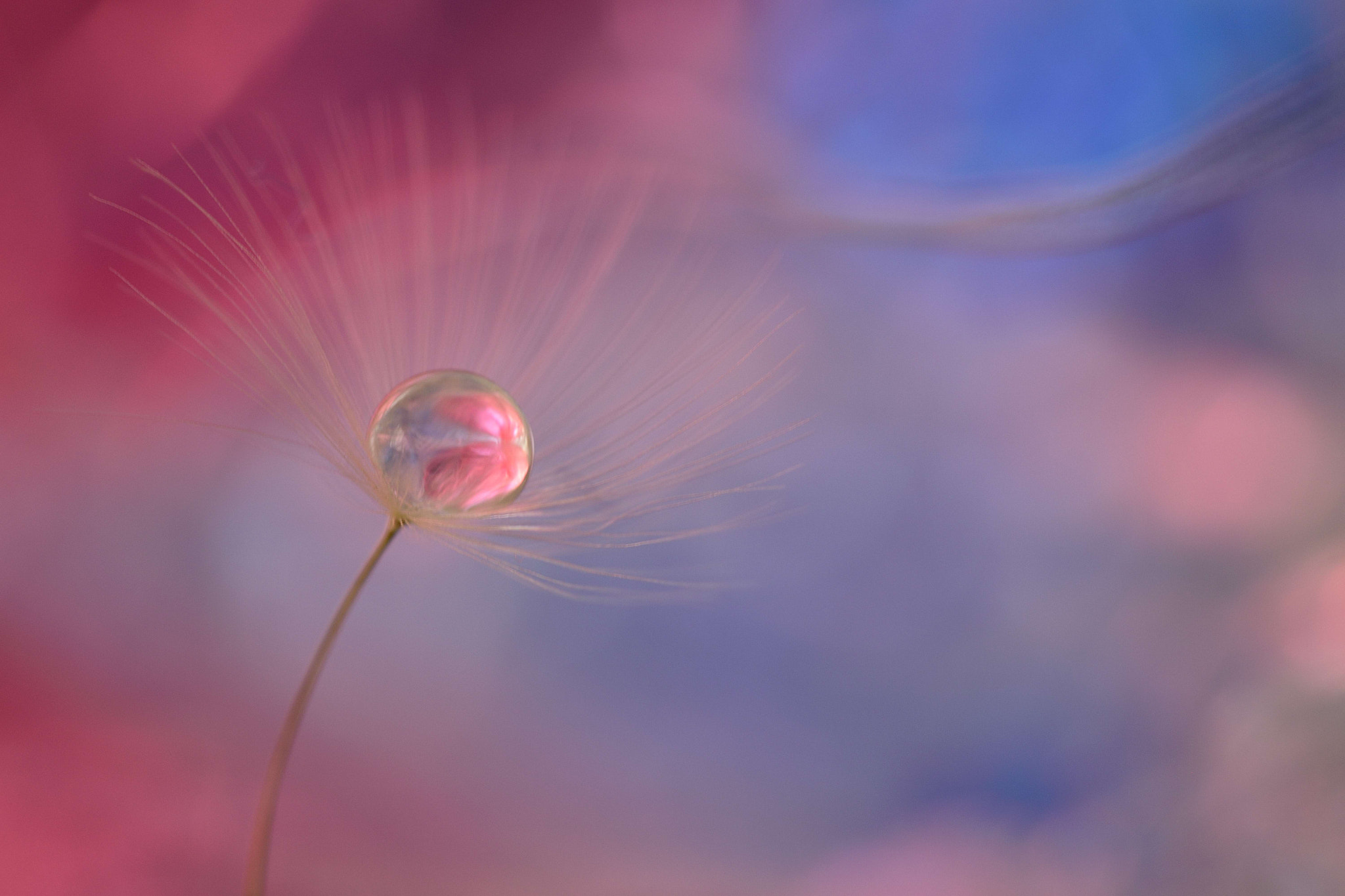 Sigma 105mm F2.8 EX DG OS HSM sample photo. Parallel universe photography