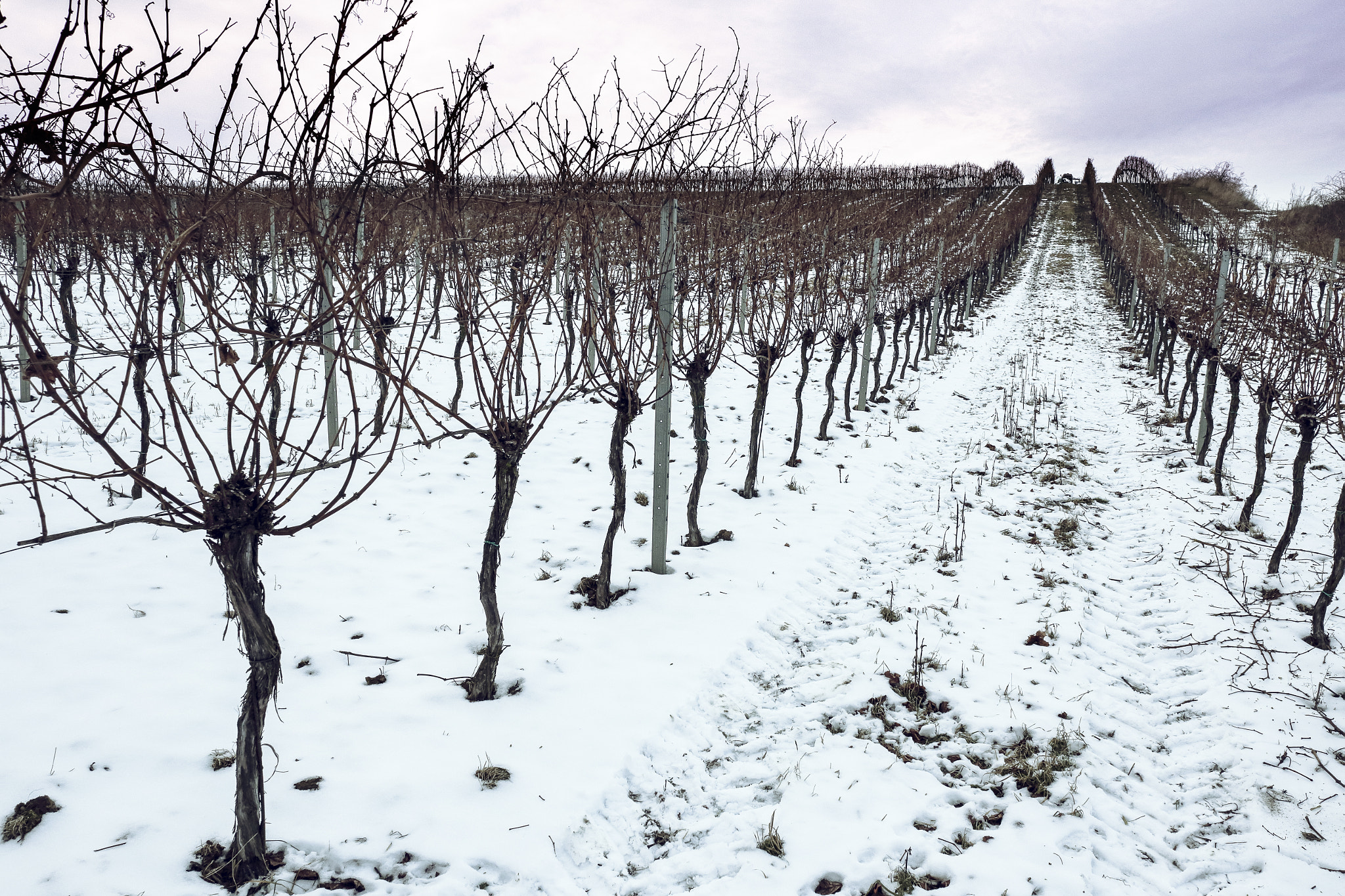 Canon EF 24mm F2.8 IS USM sample photo. Winterly vineyard photography