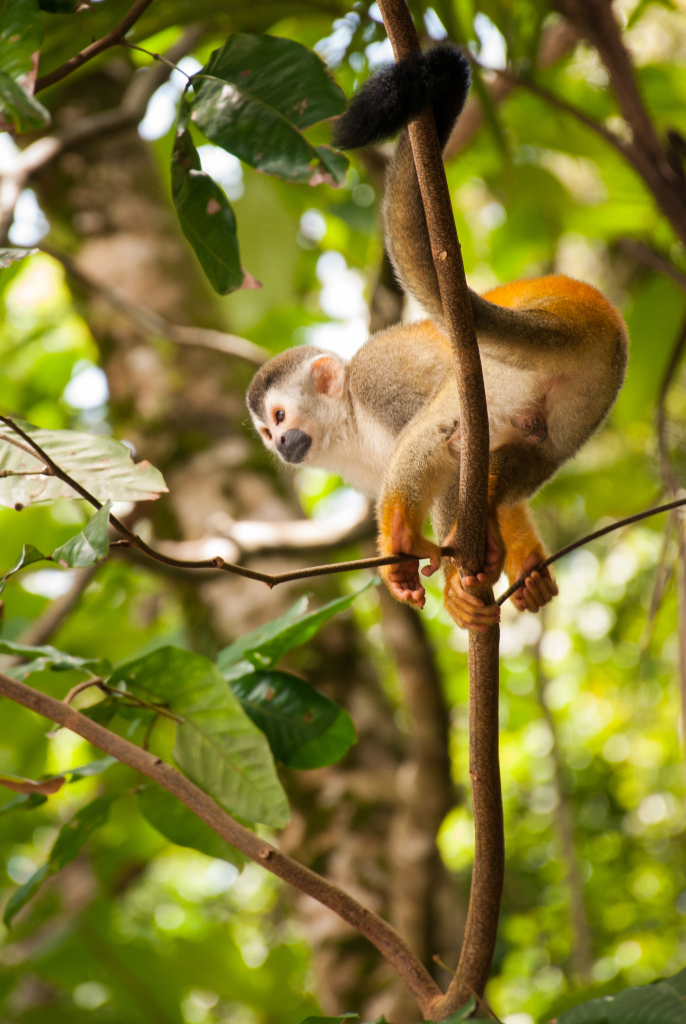 Nikon D60 sample photo. Costa rica photography
