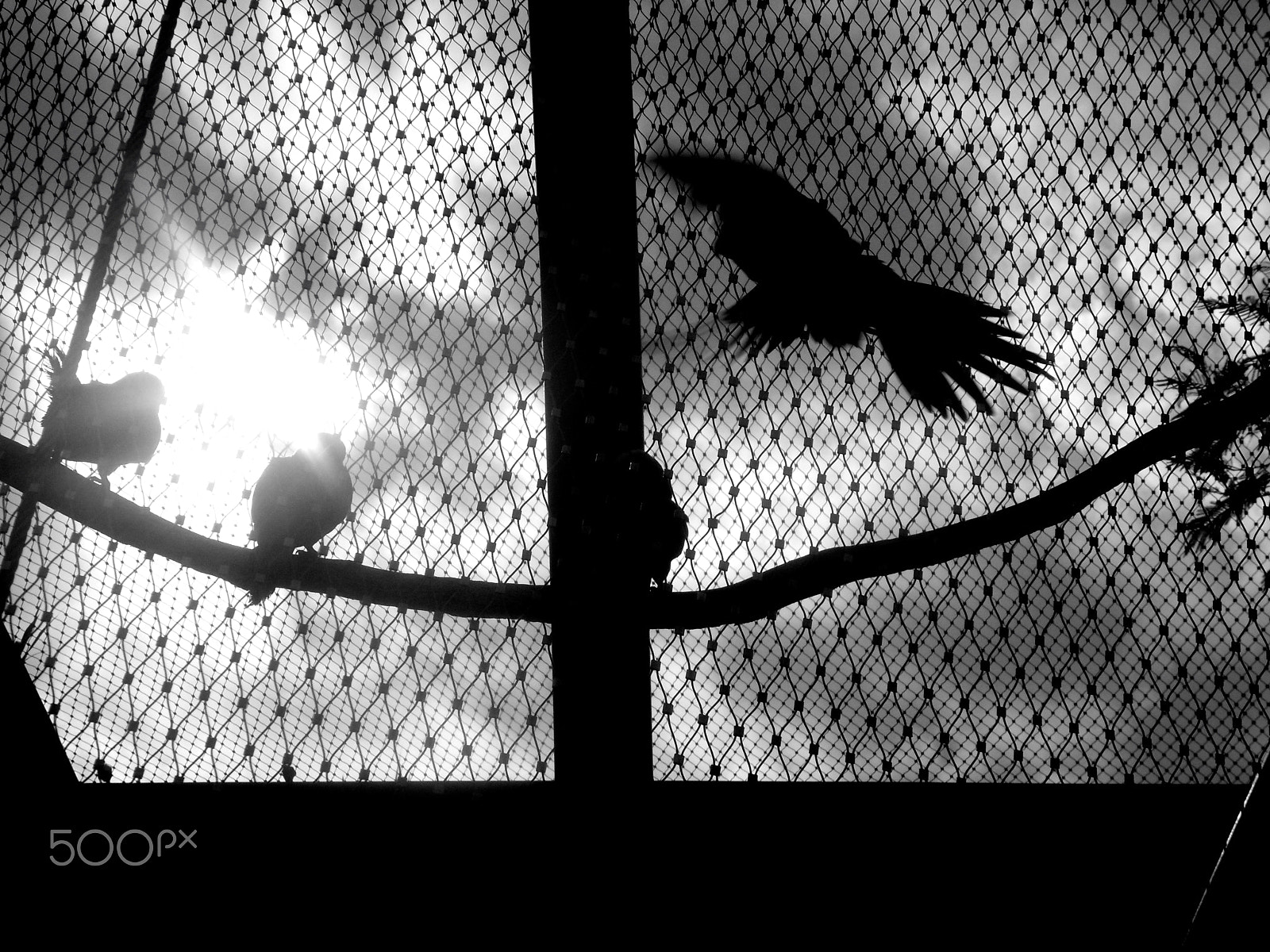 Samsung WB550, WB560 / VLUU WB550 /  HZ15W sample photo. Take off for freedom photography