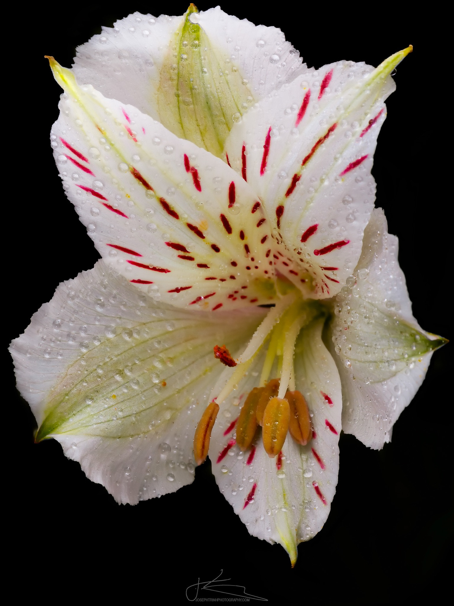 Canon EF 180mm F3.5L Macro USM sample photo. Tiger lily photography