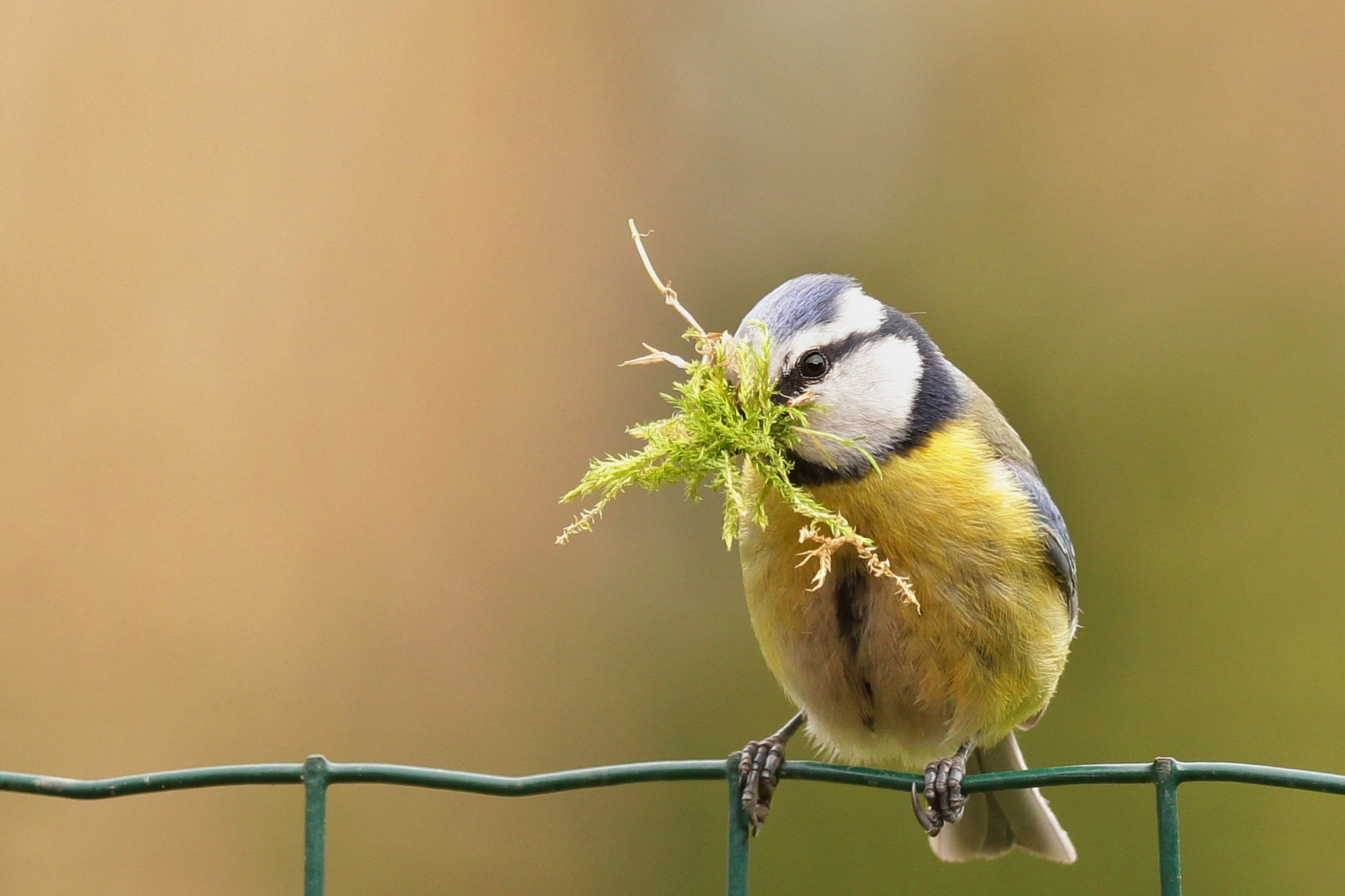Sigma 150-600mm F5-6.3 DG OS HSM | C sample photo. Sýkora modřinka (cyanistes caeruleus) photography