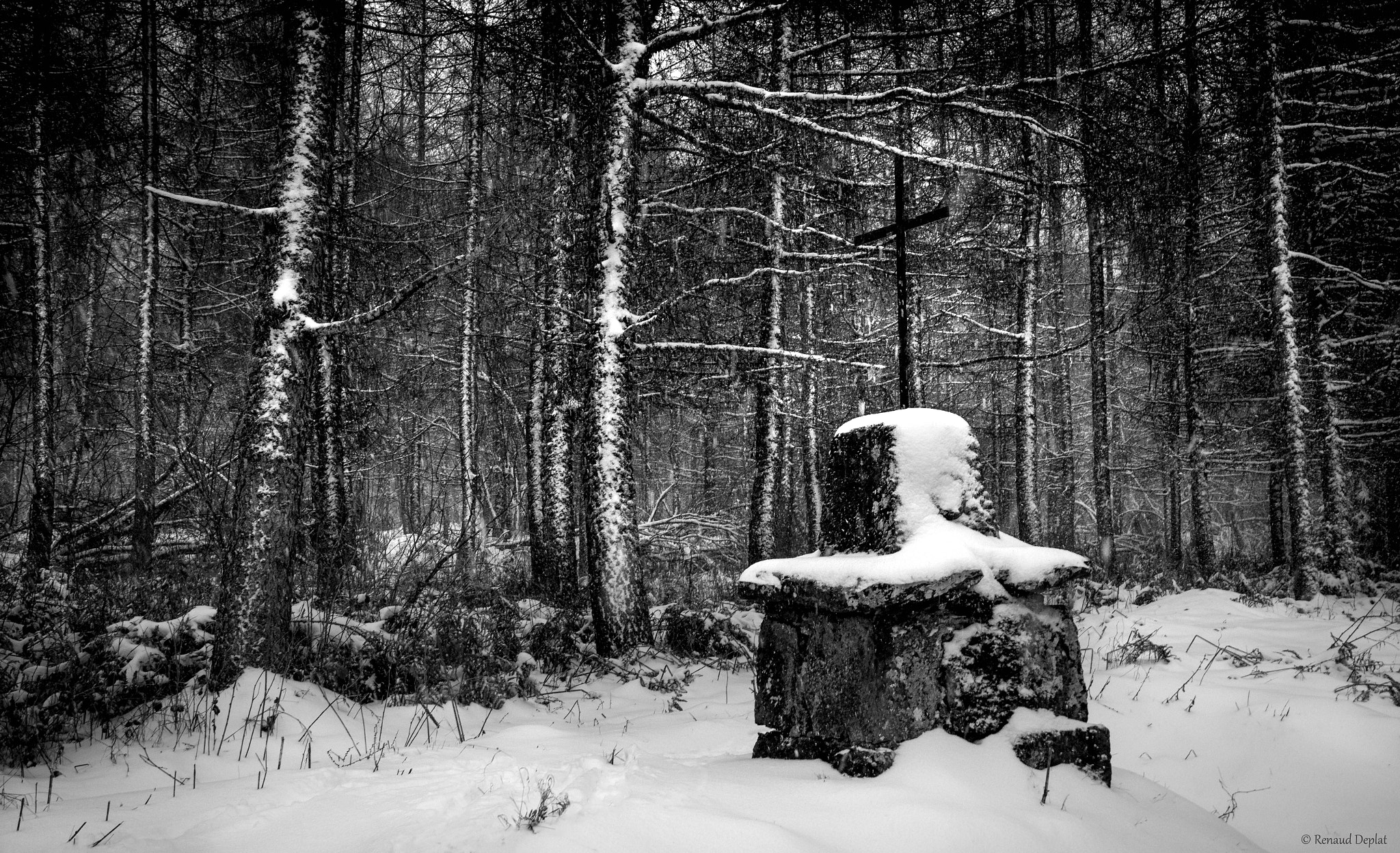 Nikon D500 sample photo. Forêt. photography