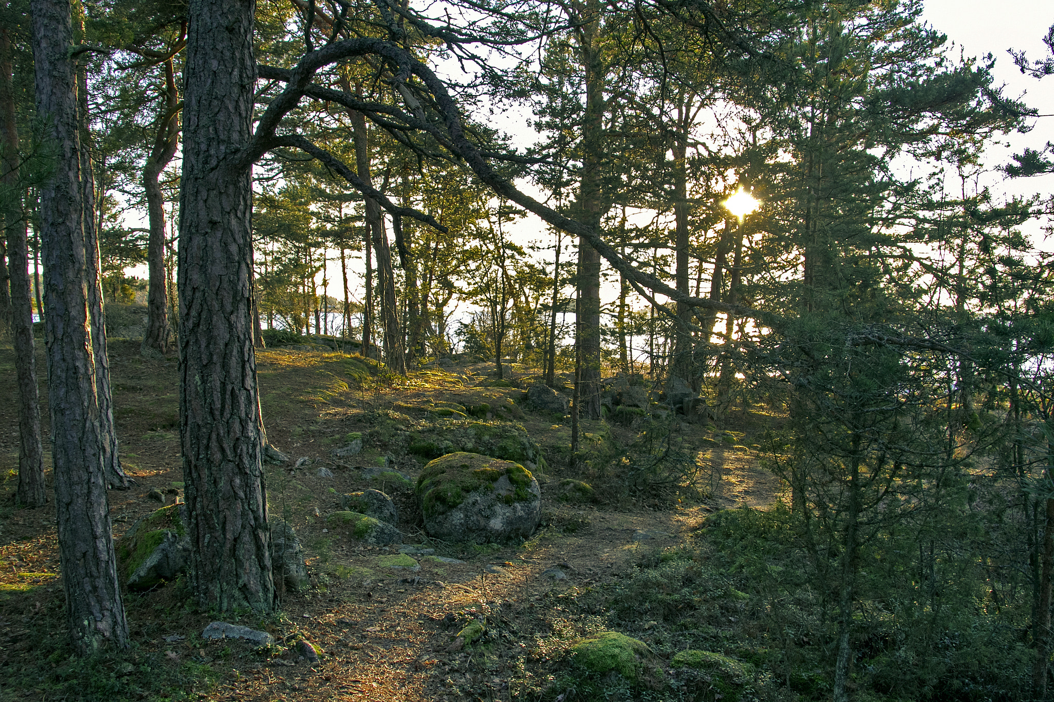 Canon EOS 7D sample photo. Green forest photography