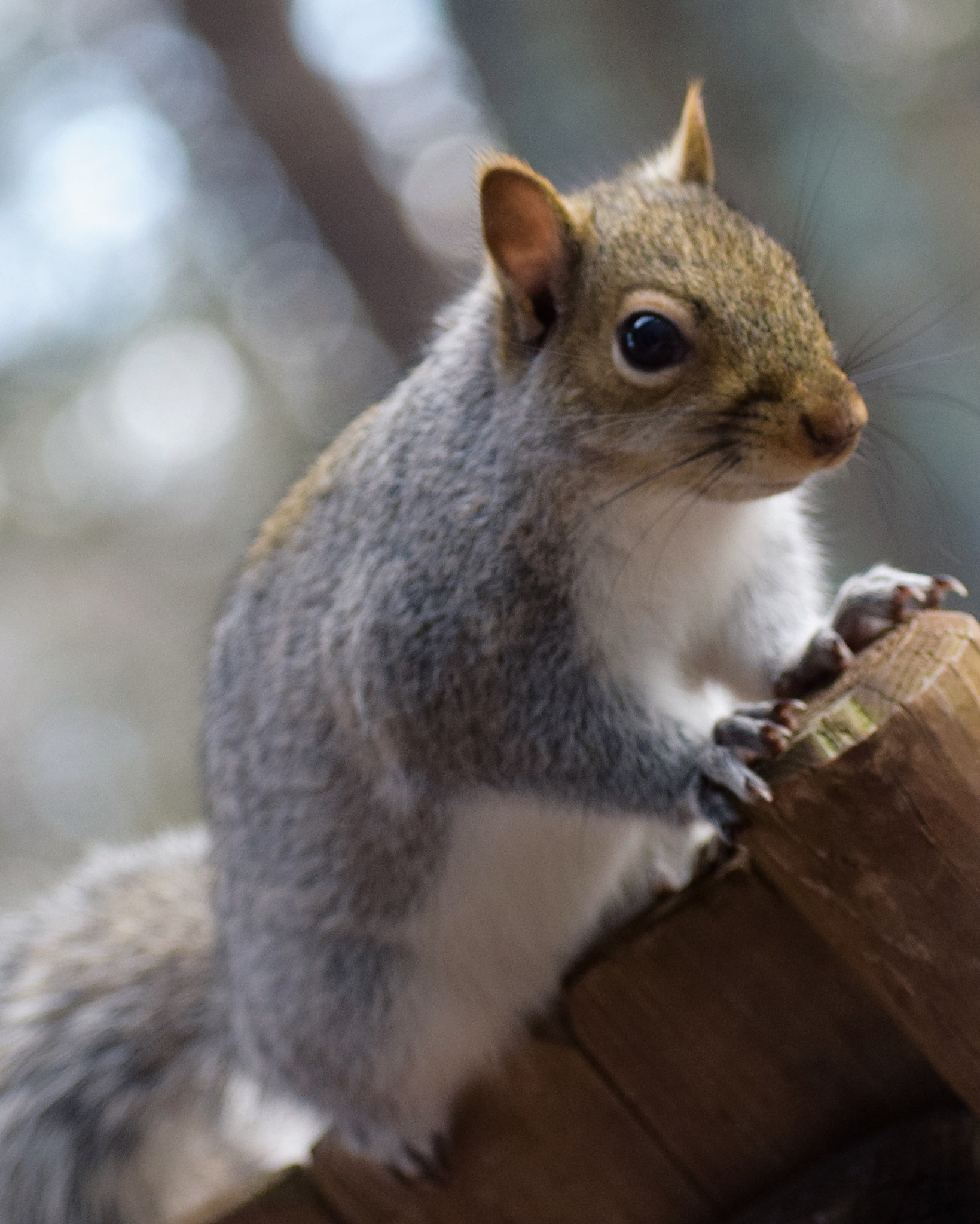 Nikon AF-S Nikkor 70-200mm F2.8G ED VR II sample photo. Backyard intruder photography