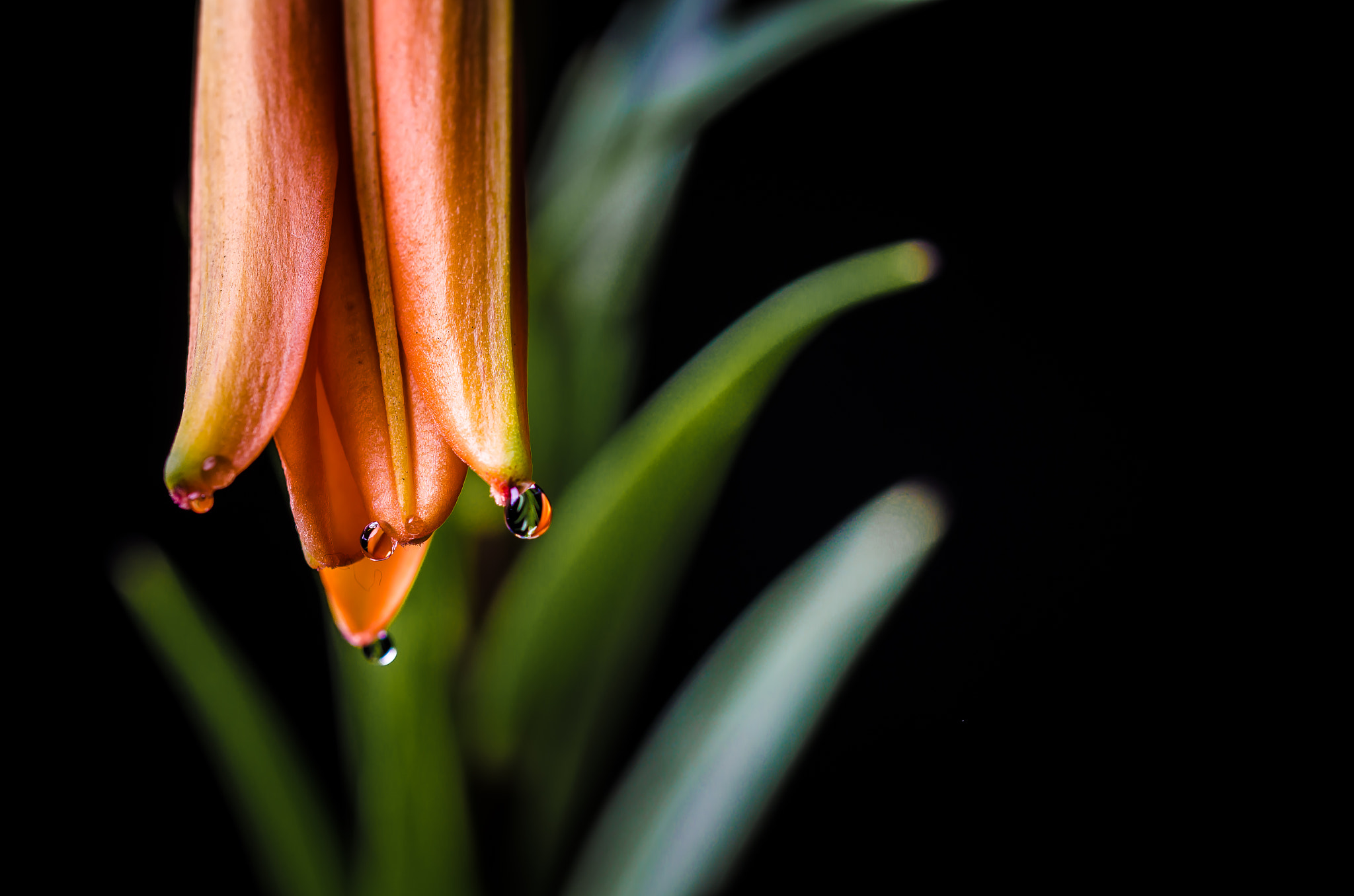 Sigma 105mm F2.8 EX DG OS HSM sample photo. Flower 013 photography