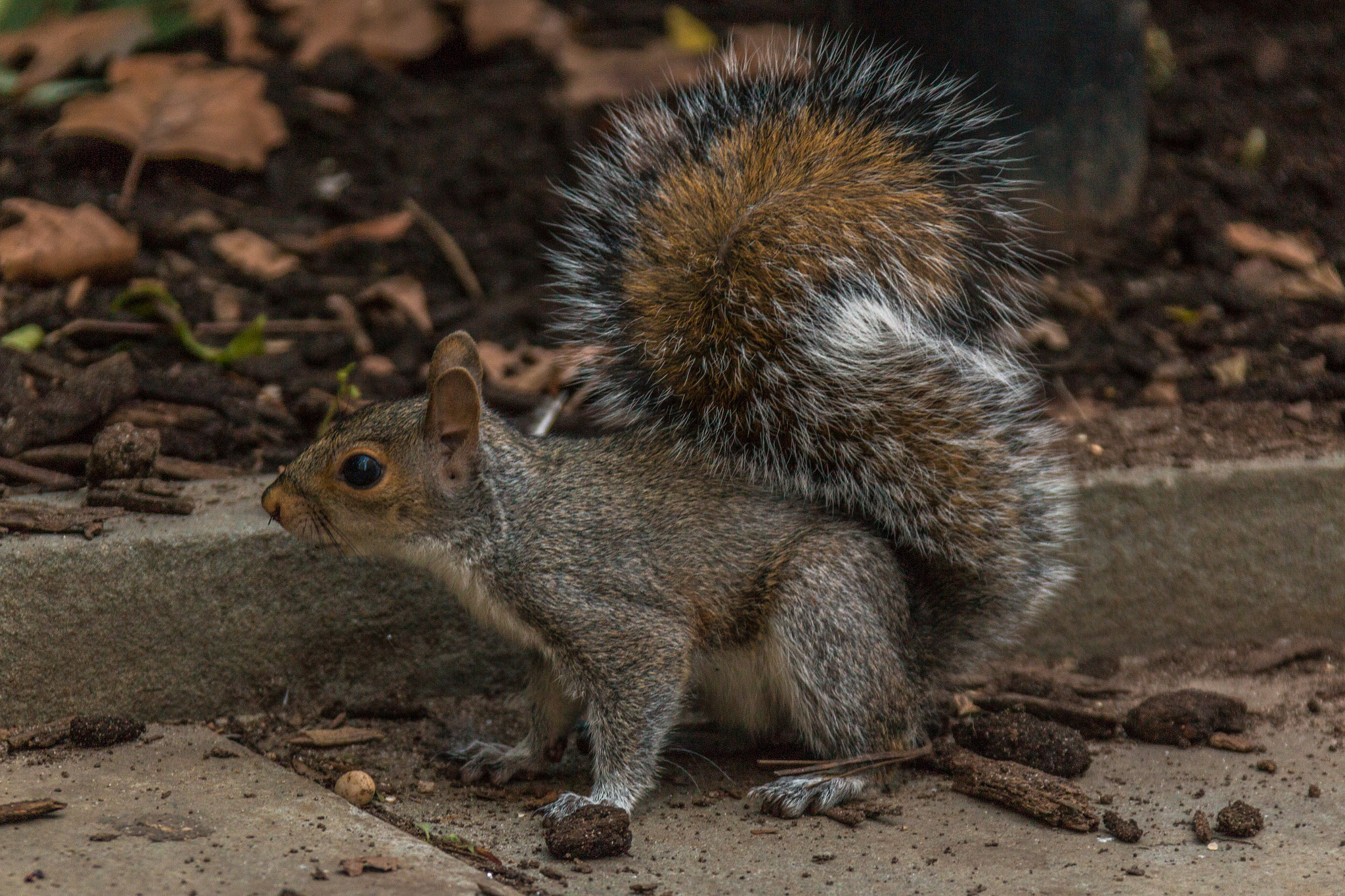 Canon EOS 70D + Canon EF 28-300mm F3.5-5.6L IS USM sample photo. Squirrel photography