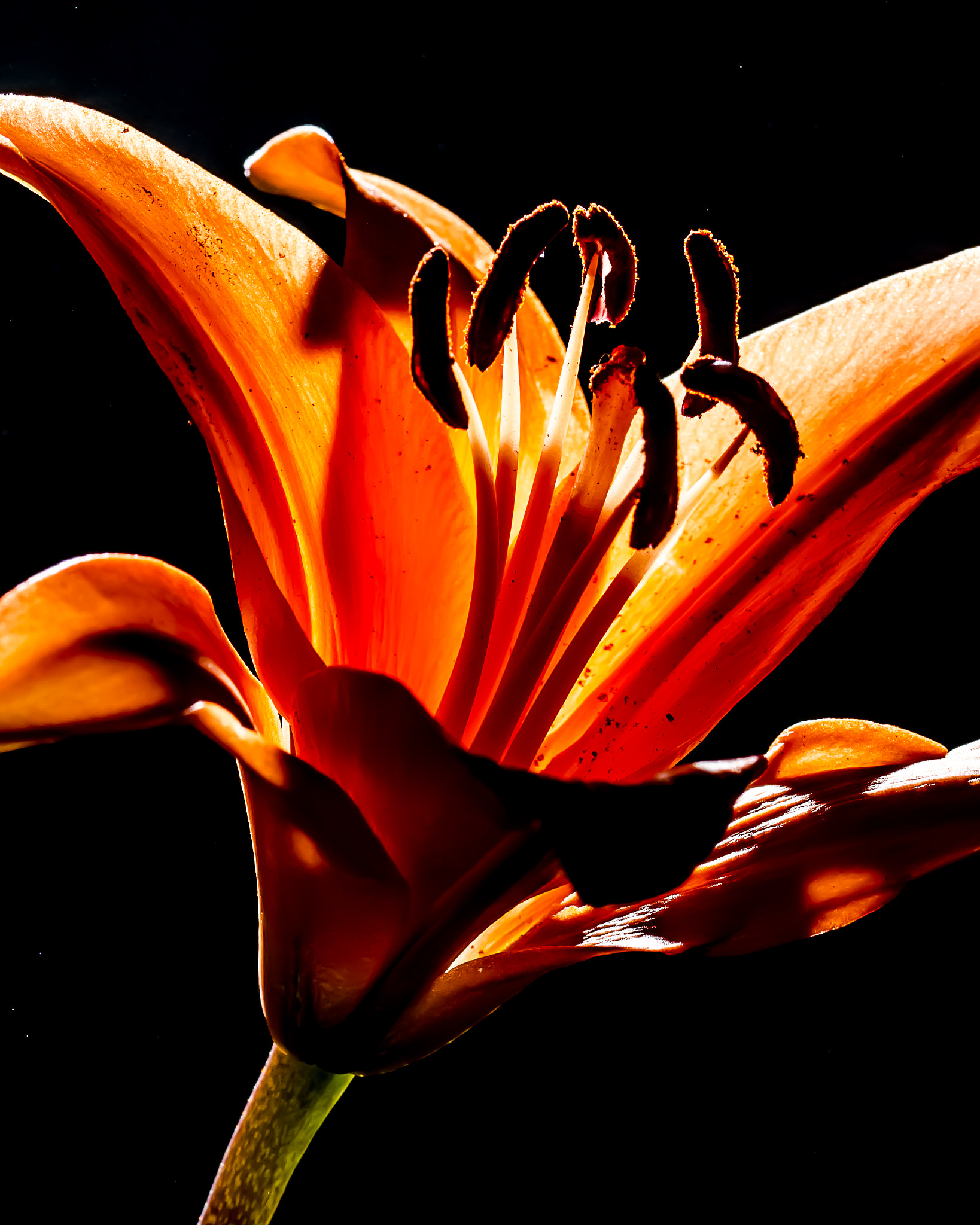 Nikon D5100 + Sigma 105mm F2.8 EX DG OS HSM sample photo. Flower 015  (back light) photography