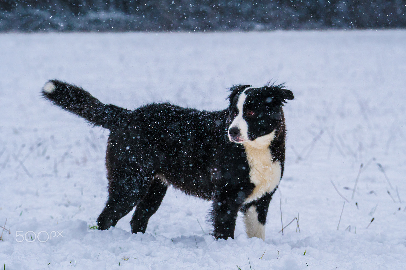 Sony a6300 + Sony FE 70-200mm F4 G OSS sample photo. Ginger photography