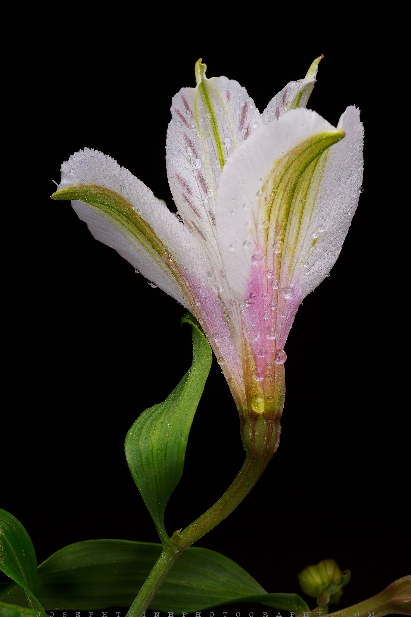 Canon EF 180mm F3.5L Macro USM sample photo. Tiger lily 2 photography