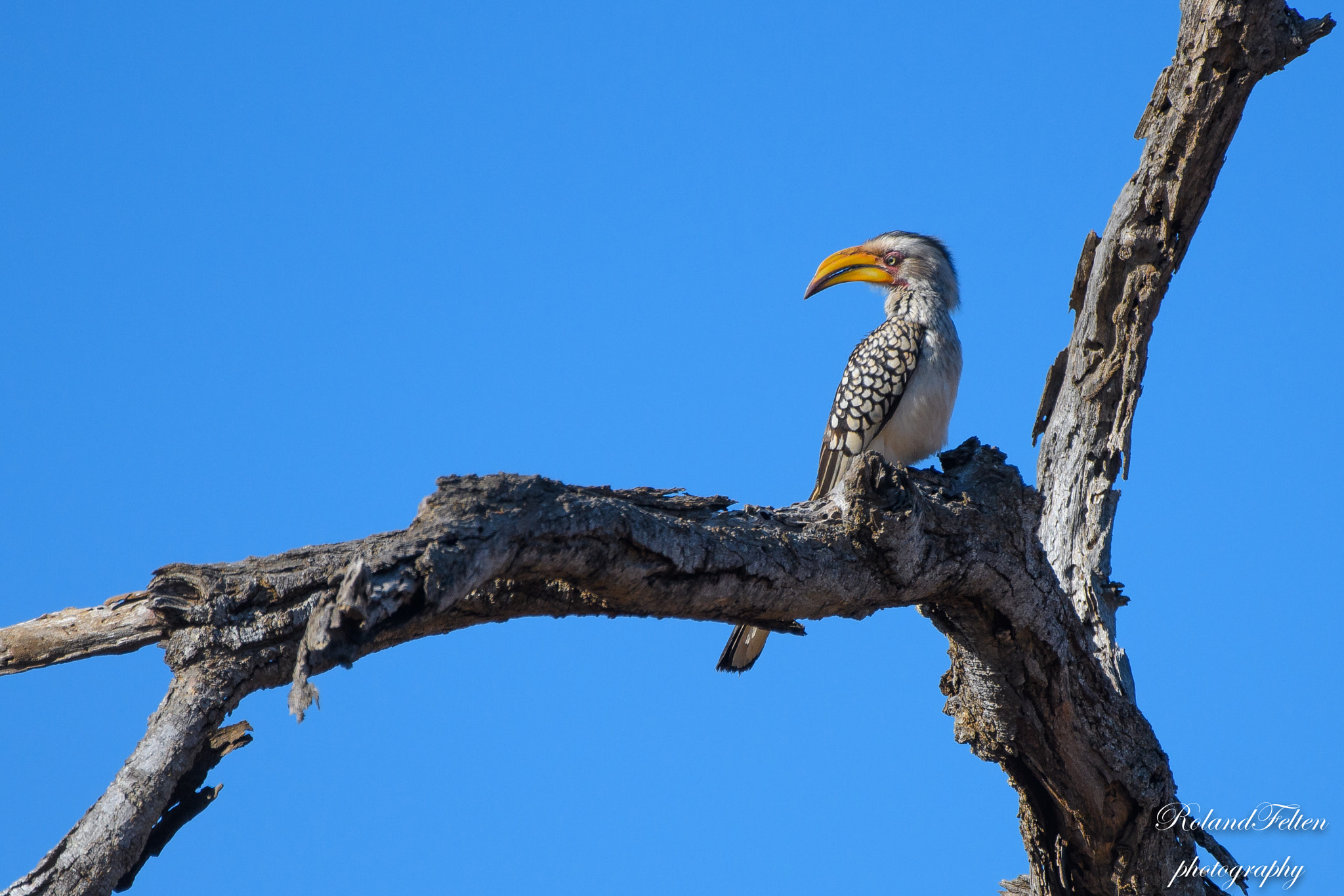 Nikon AF-S Nikkor 200-400mm F4G ED-IF VR sample photo. Yellow-billed hornbill photography