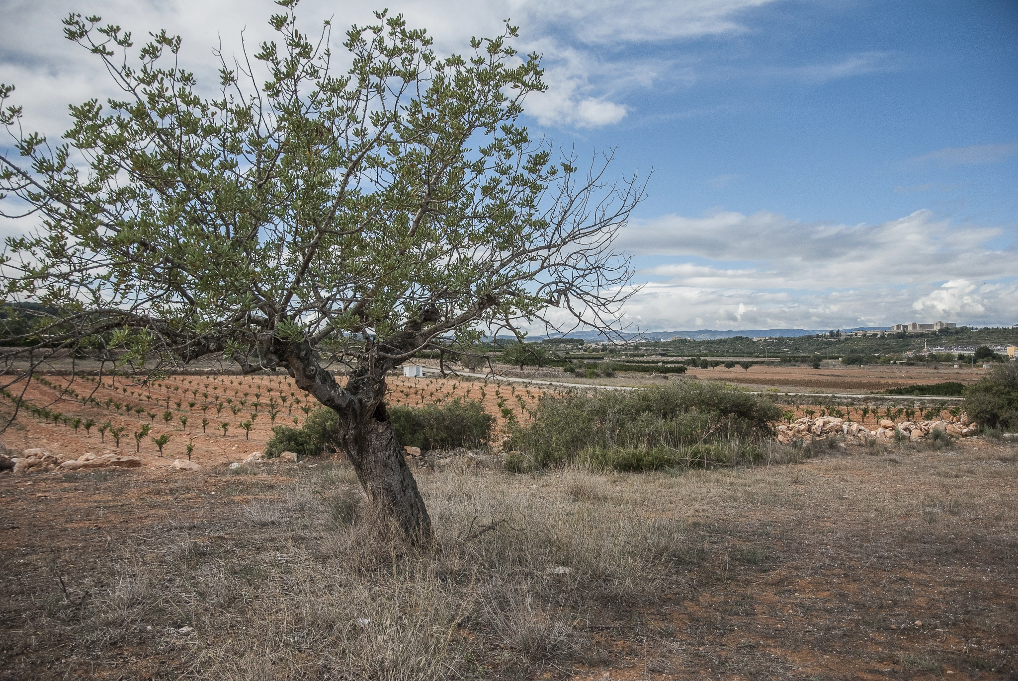Nikon D3000 sample photo. Landscape near of valencia, spain photography