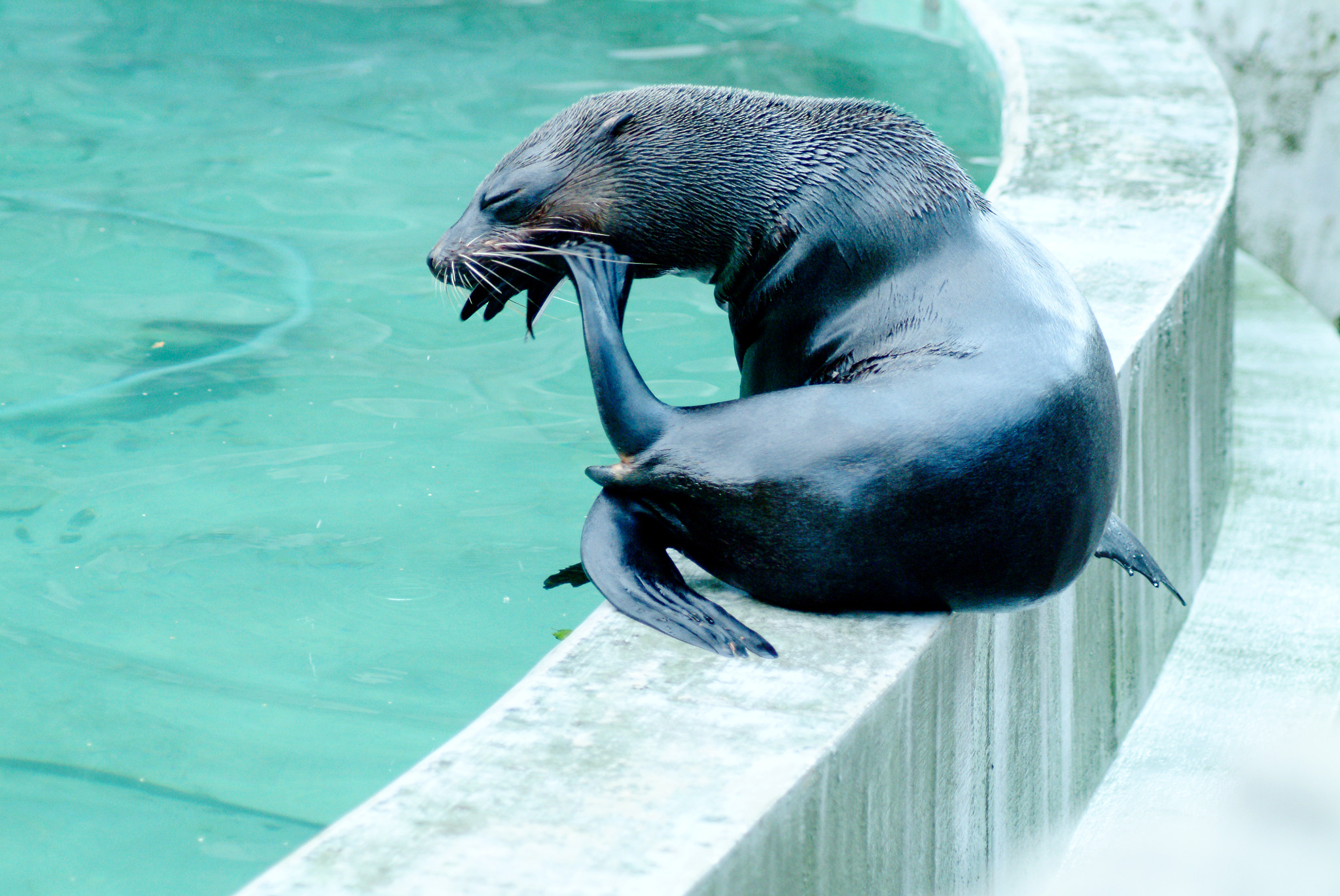Fujifilm FinePix S2 Pro sample photo. The thinker - a seal posing rodin's le penseur photography
