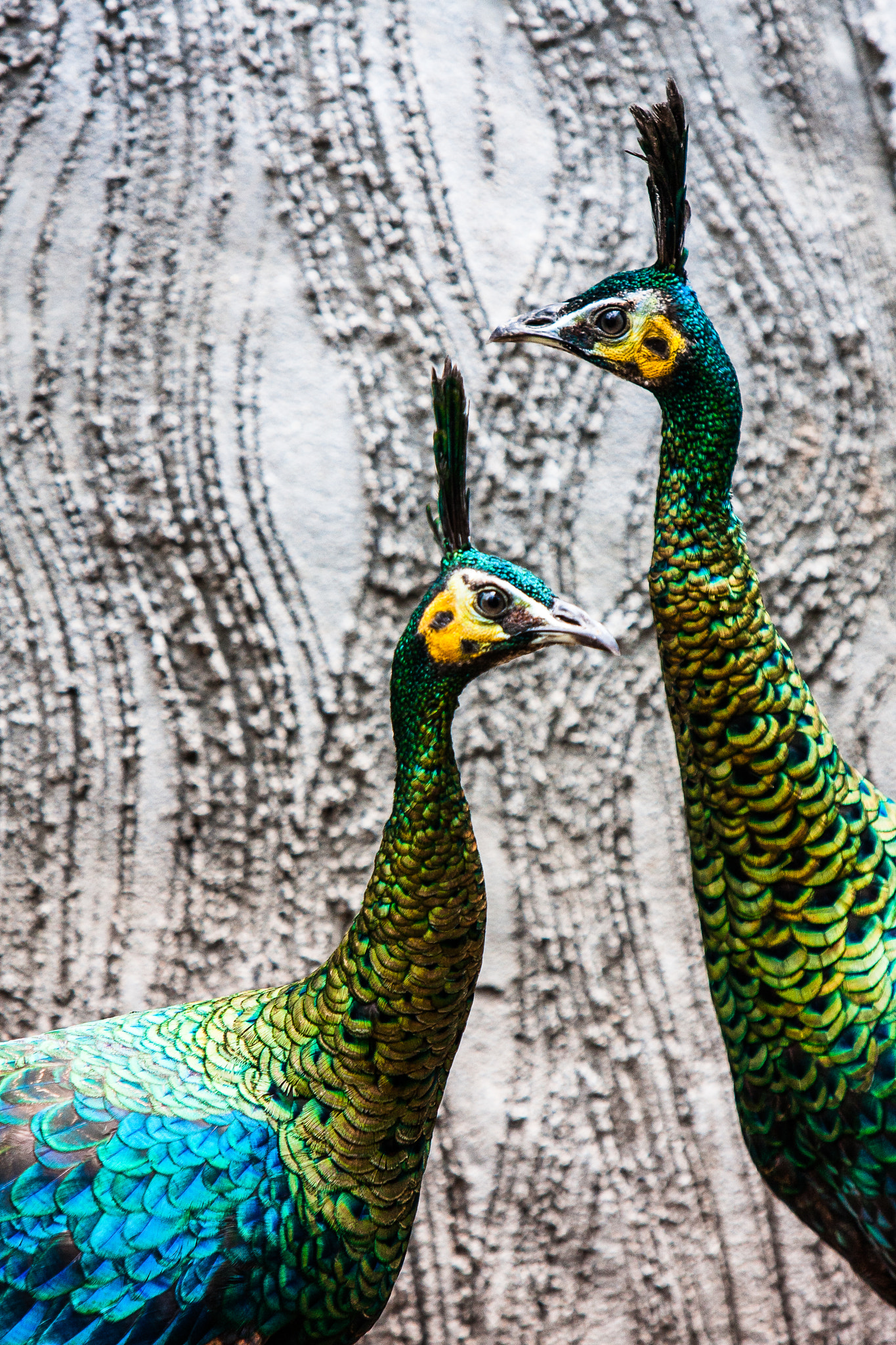 Canon EF 70-200mm F2.8L IS USM sample photo. Two peafowls and a wall photography