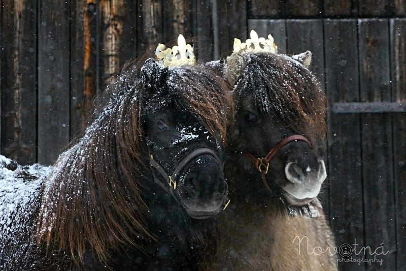 Canon EOS 50D + Canon EF 70-200mm F4L USM sample photo. Shetland pony princesses photography