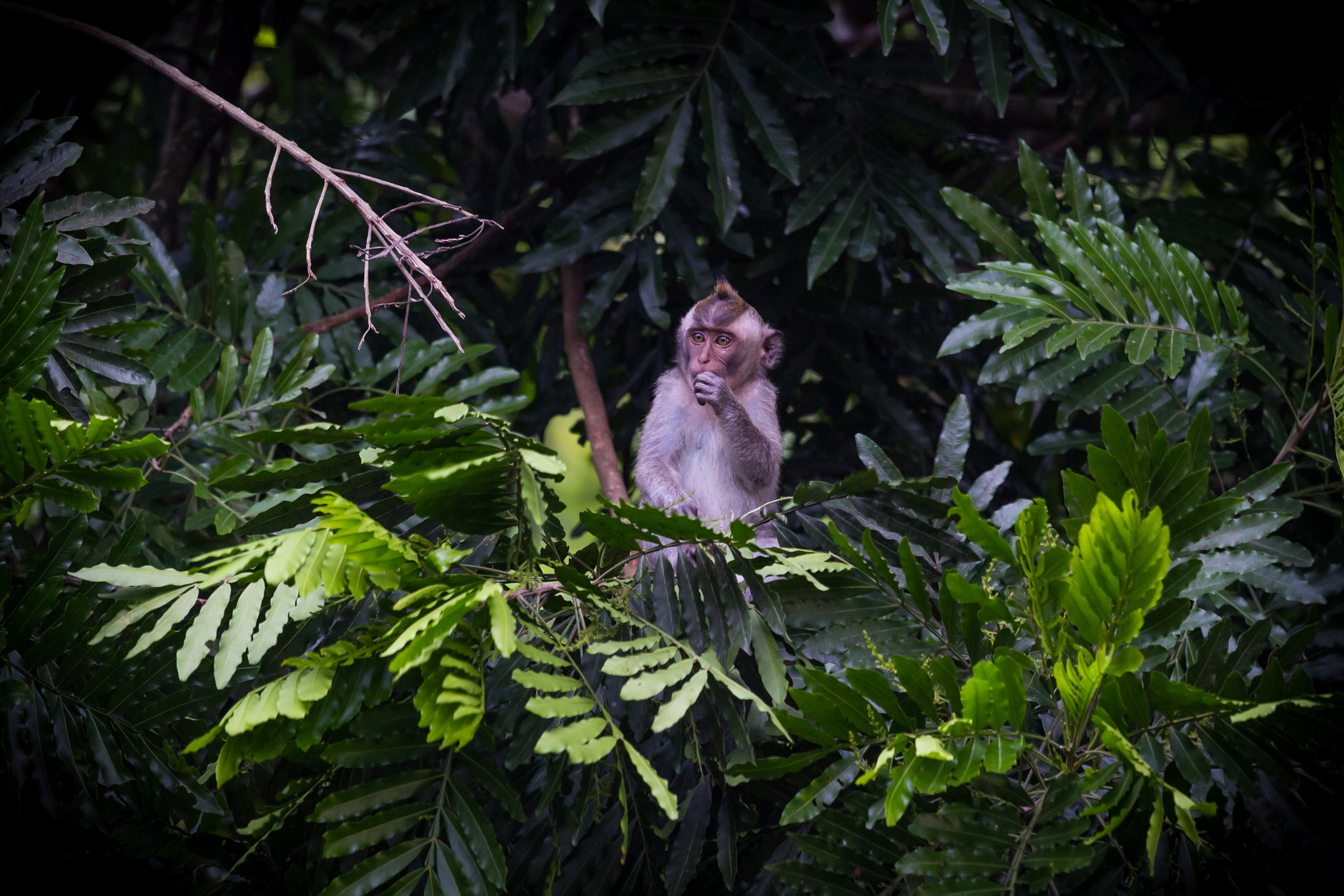 Canon EOS 60D + Canon EF 70-200mm F4L IS USM sample photo. Bali monkey photography