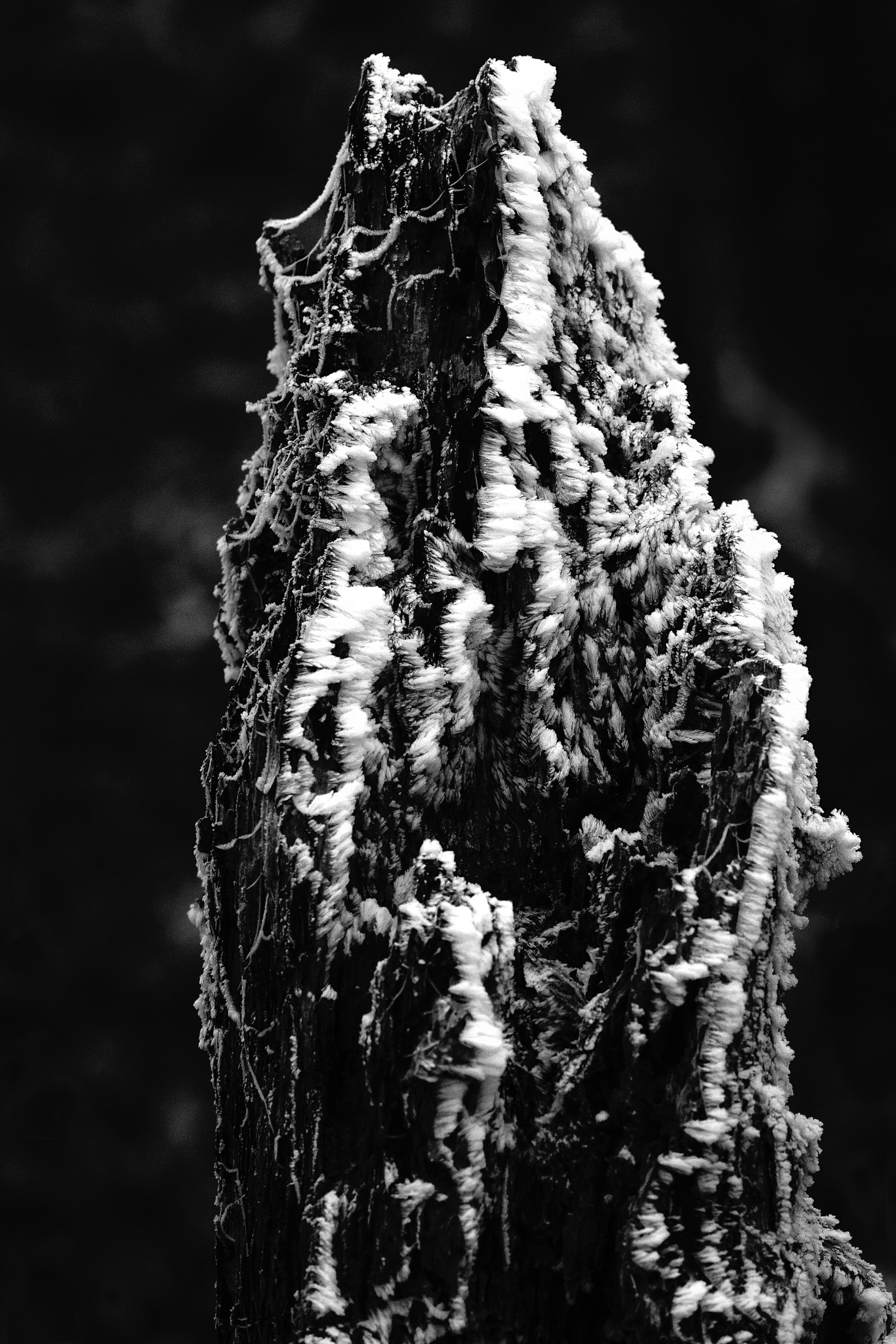Sigma 70-200mm F2.8 EX DG Macro HSM II sample photo. Stump photography