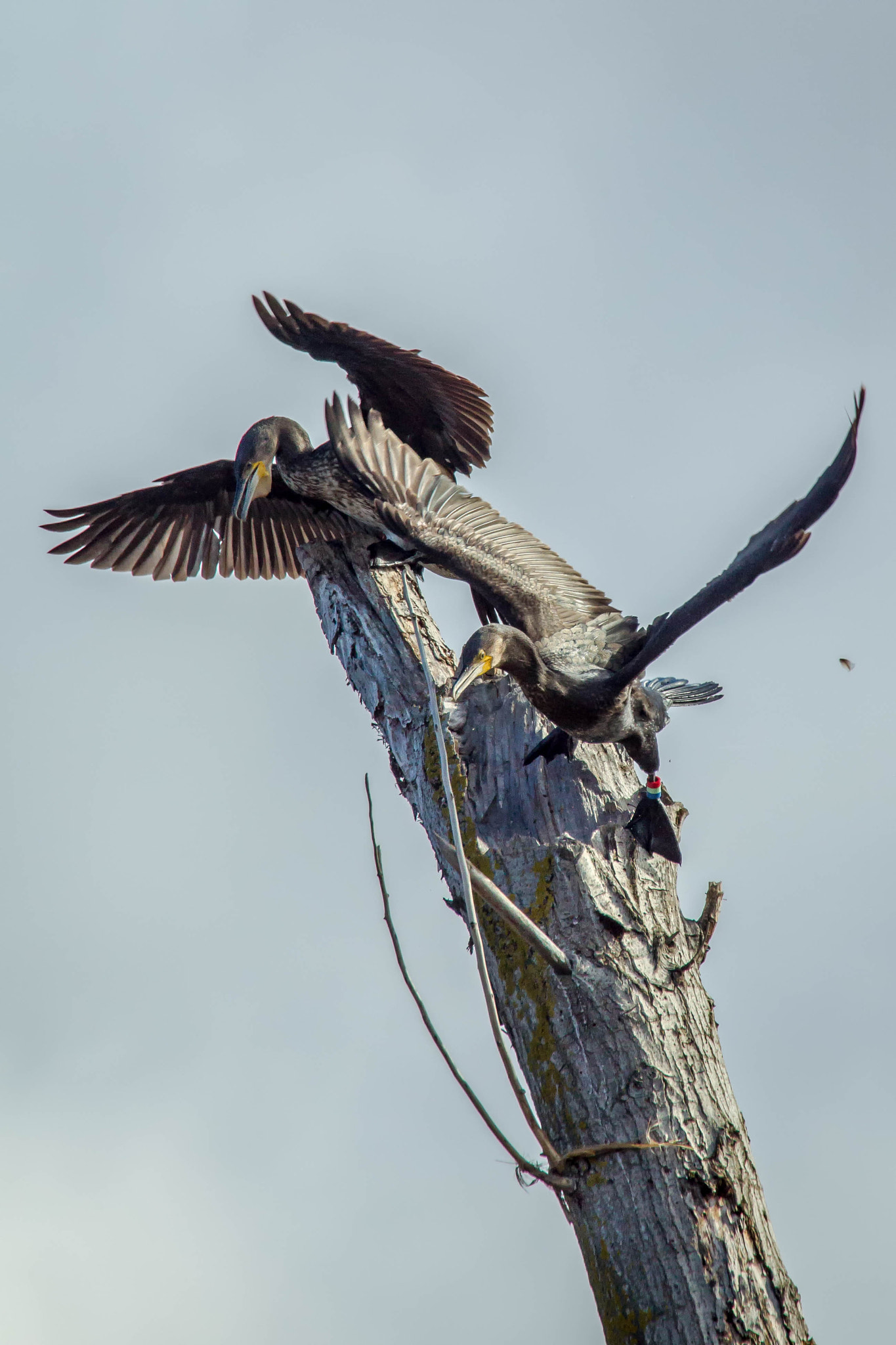 Canon EOS-1D Mark IV sample photo. Cormoran ii photography