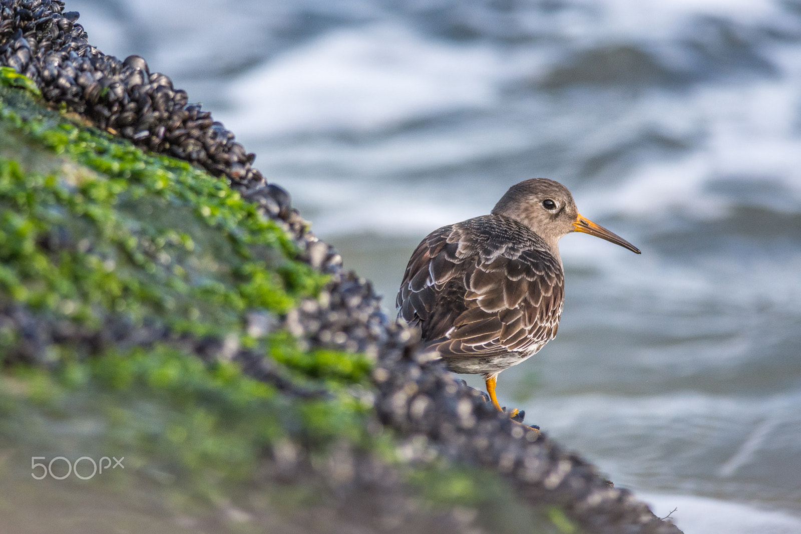 Nikon D7200 + Nikon AF-S Nikkor 300mm F4D ED-IF sample photo. Looking back photography