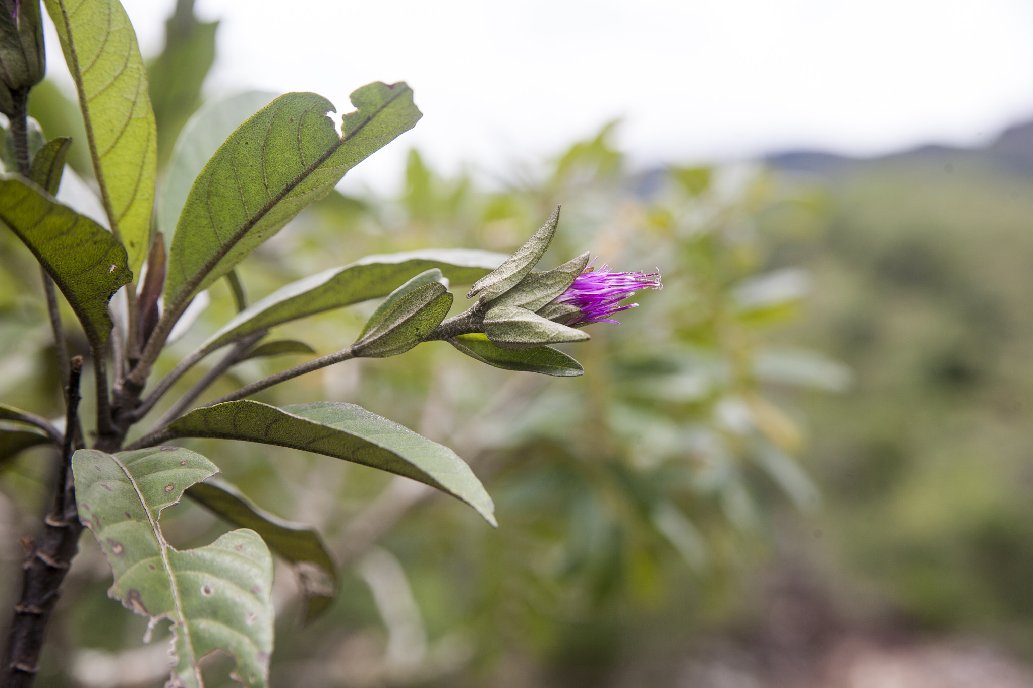 Canon EOS 5D sample photo. Cerrado vegetation - brazil photography