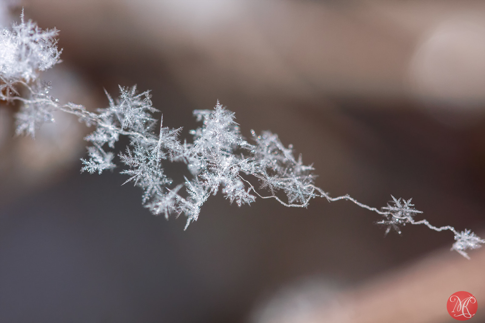 Canon EF 100mm F2.8L Macro IS USM sample photo. They last only a moment.. photography