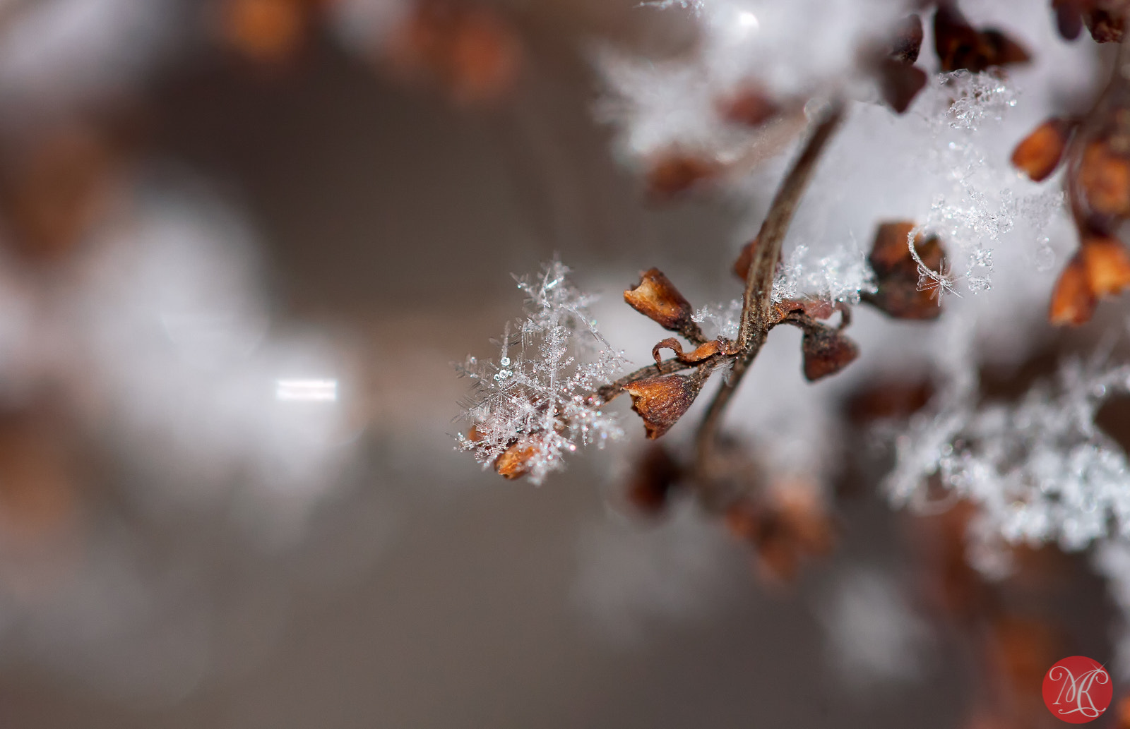 Canon EF 100mm F2.8L Macro IS USM sample photo. Shiny photography