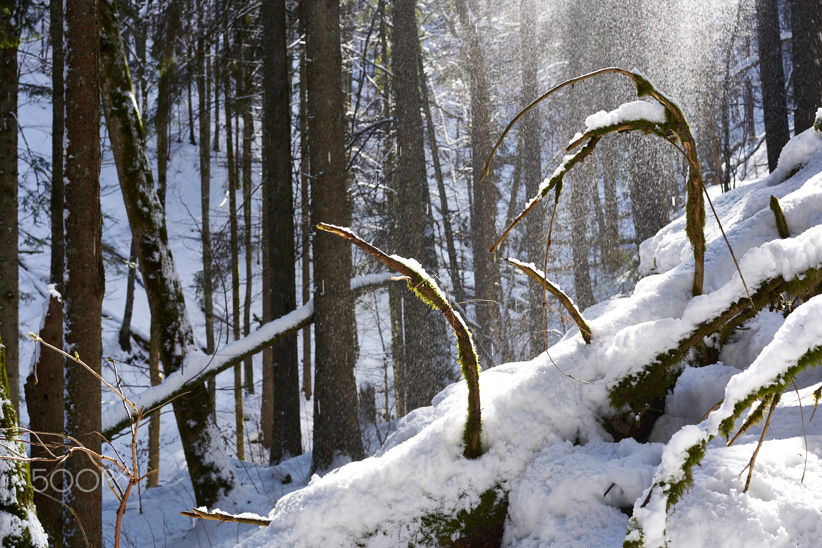 Sony a7R II + Sony Sonnar T* FE 55mm F1.8 ZA sample photo. Winter in the combe-grède photography
