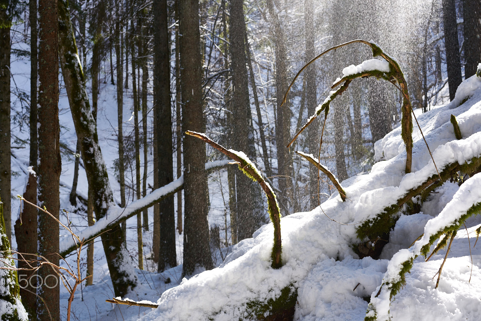 Sony Sonnar T* FE 55mm F1.8 ZA sample photo. Winter in the combe-grède photography