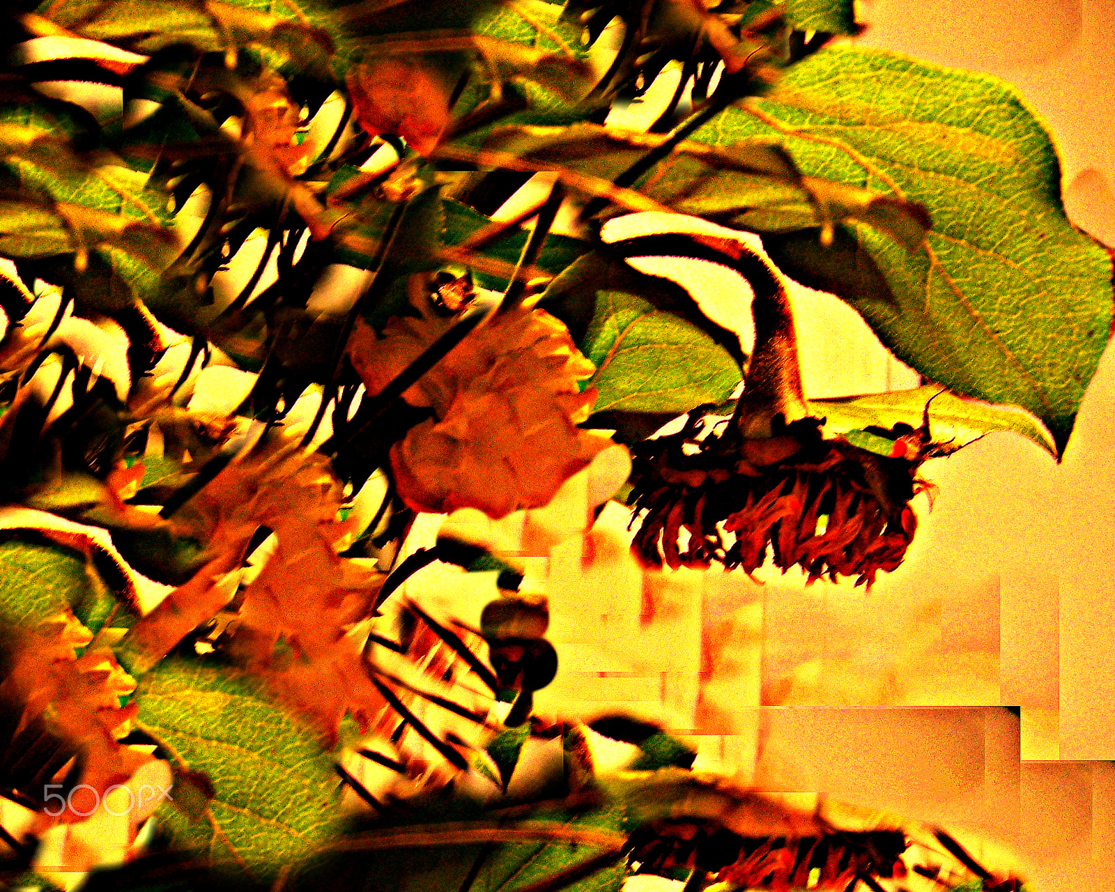 Kodak Z612 ZOOM DIGITAL CAMERA sample photo. Bouquet art photography