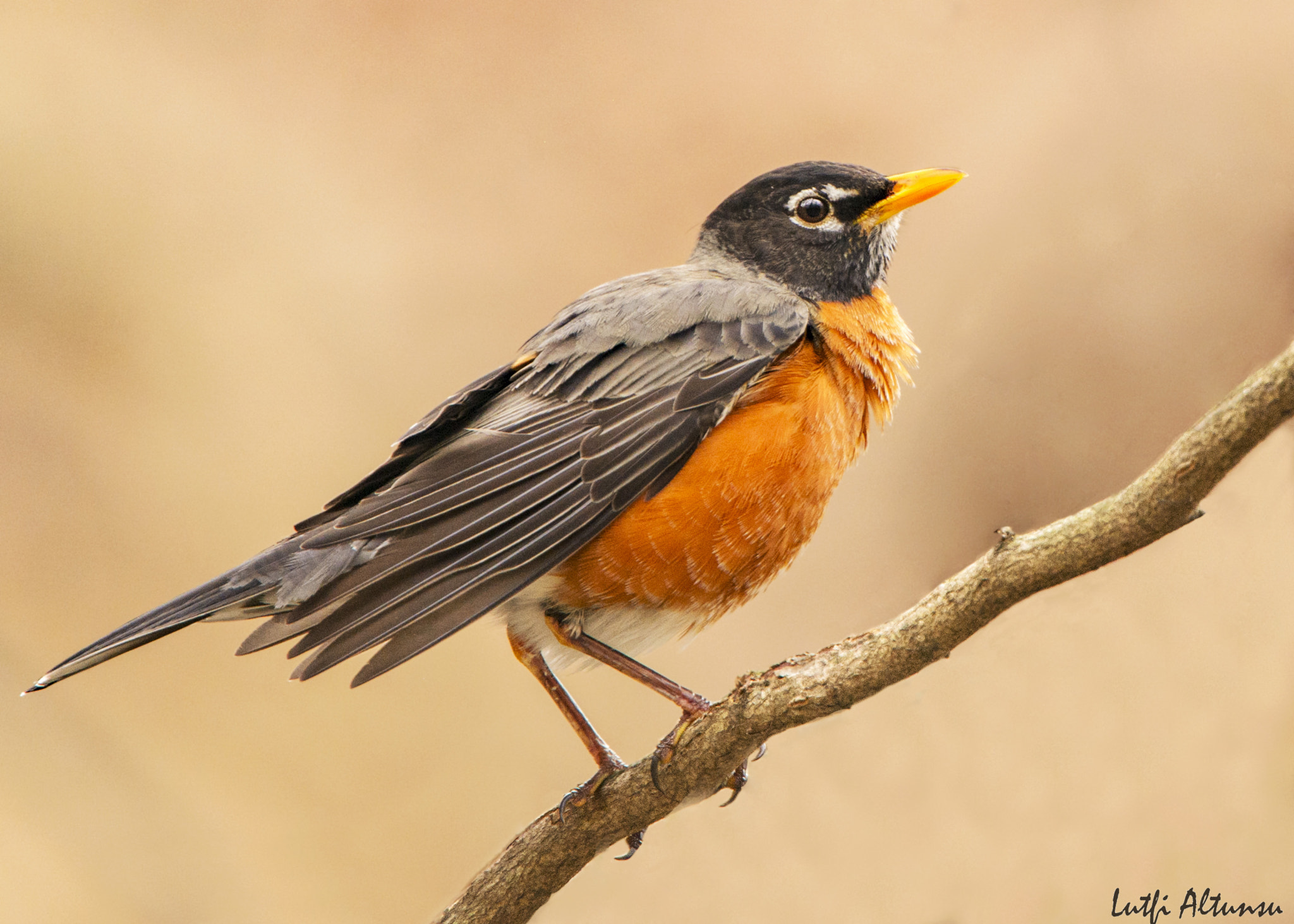 Nikon Nikkor AF-S 300mm F4E PF ED VR sample photo. American robin / amerika kızılgetdanı photography
