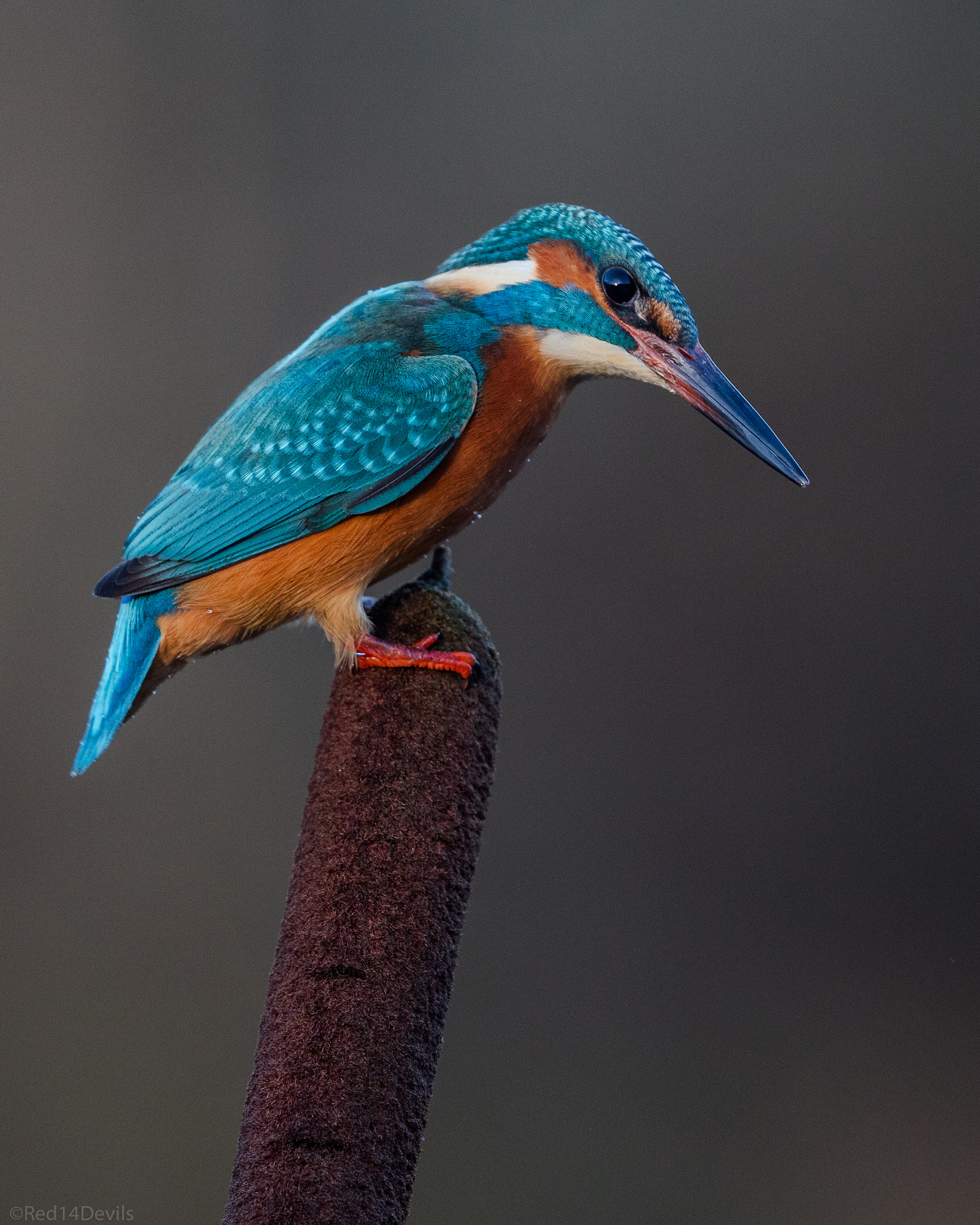 Canon EF 200-400mm F4L IS USM Extender 1.4x sample photo. Common kingfisher photography