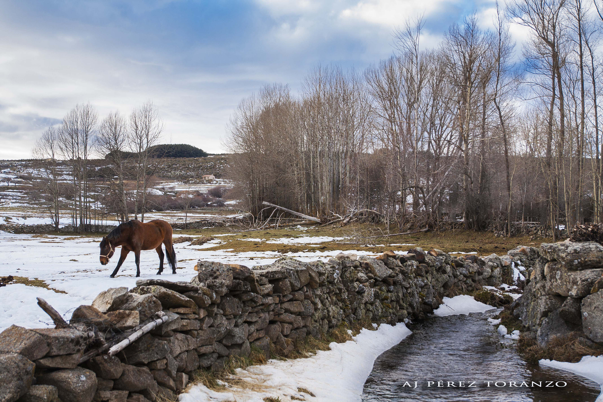 Canon EF-S 17-55mm F2.8 IS USM sample photo. Caballo en la nieve photography