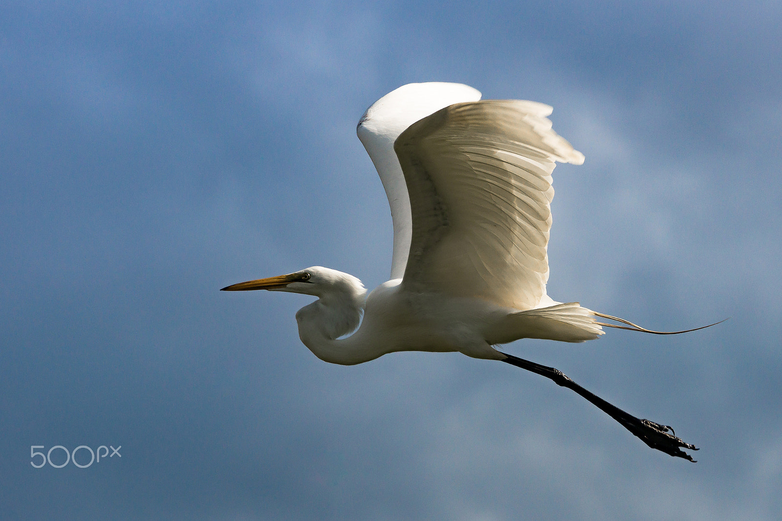 Sony 70-300mm F4.5-5.6 G SSM sample photo. Messenger photography