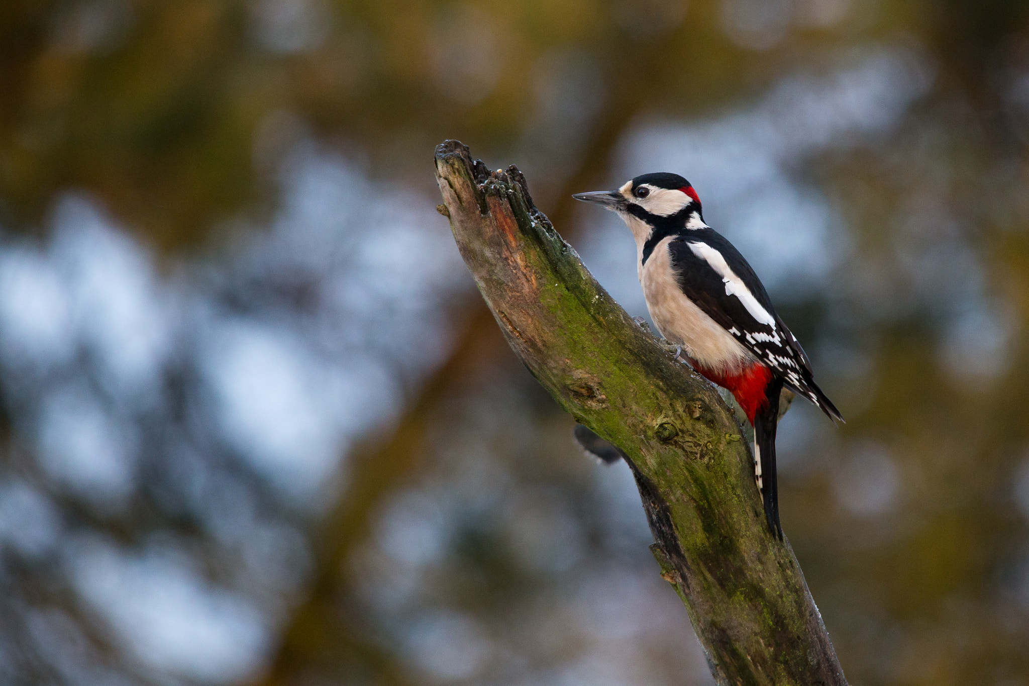 Canon EOS 6D sample photo. Great spotted woodpecker photography