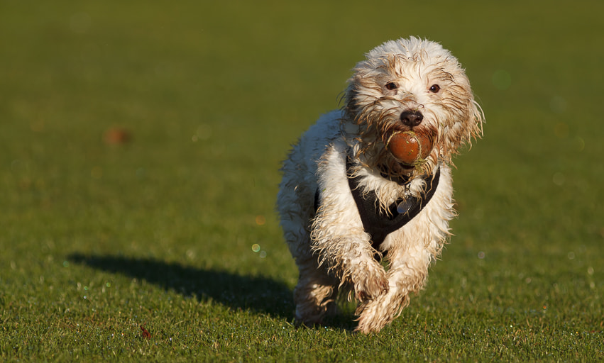 Canon EOS 5D Mark II sample photo. White or brown? depends on what i've rolled in! photography