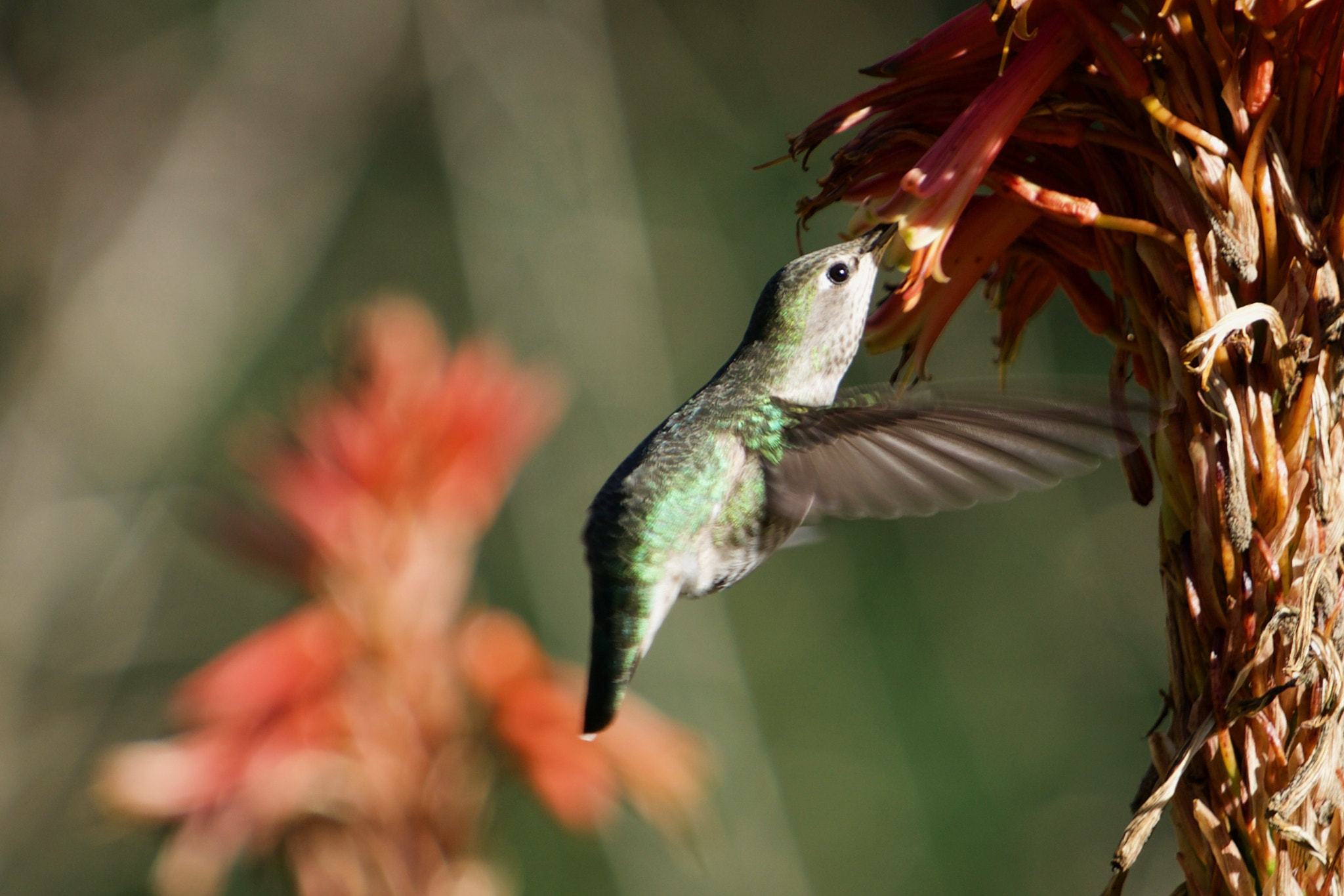 Sony a6000 + Sony FE 70-200mm F4 G OSS sample photo. Perfect fit photography