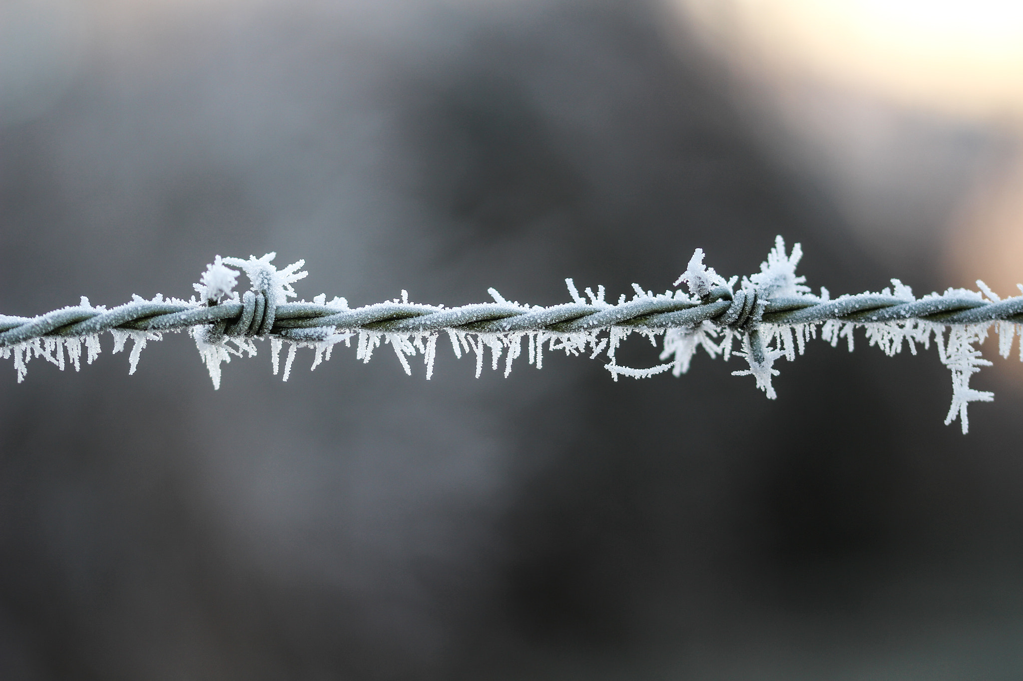 Sigma 105mm F2.8 EX DG OS HSM sample photo. Barbed wire frosted  2 photography