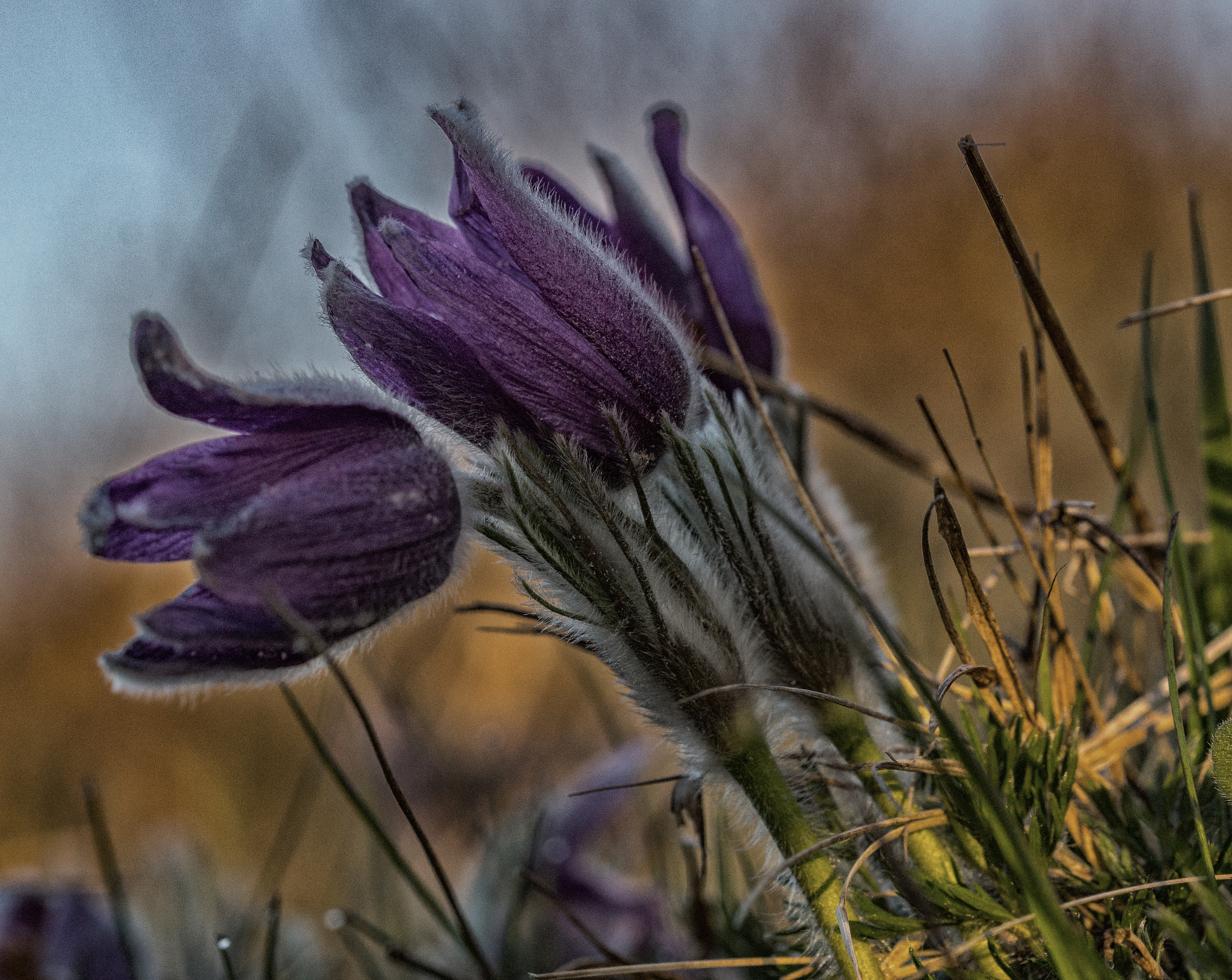 Sony SLT-A77 sample photo. Anemone pulsatilla nik photography