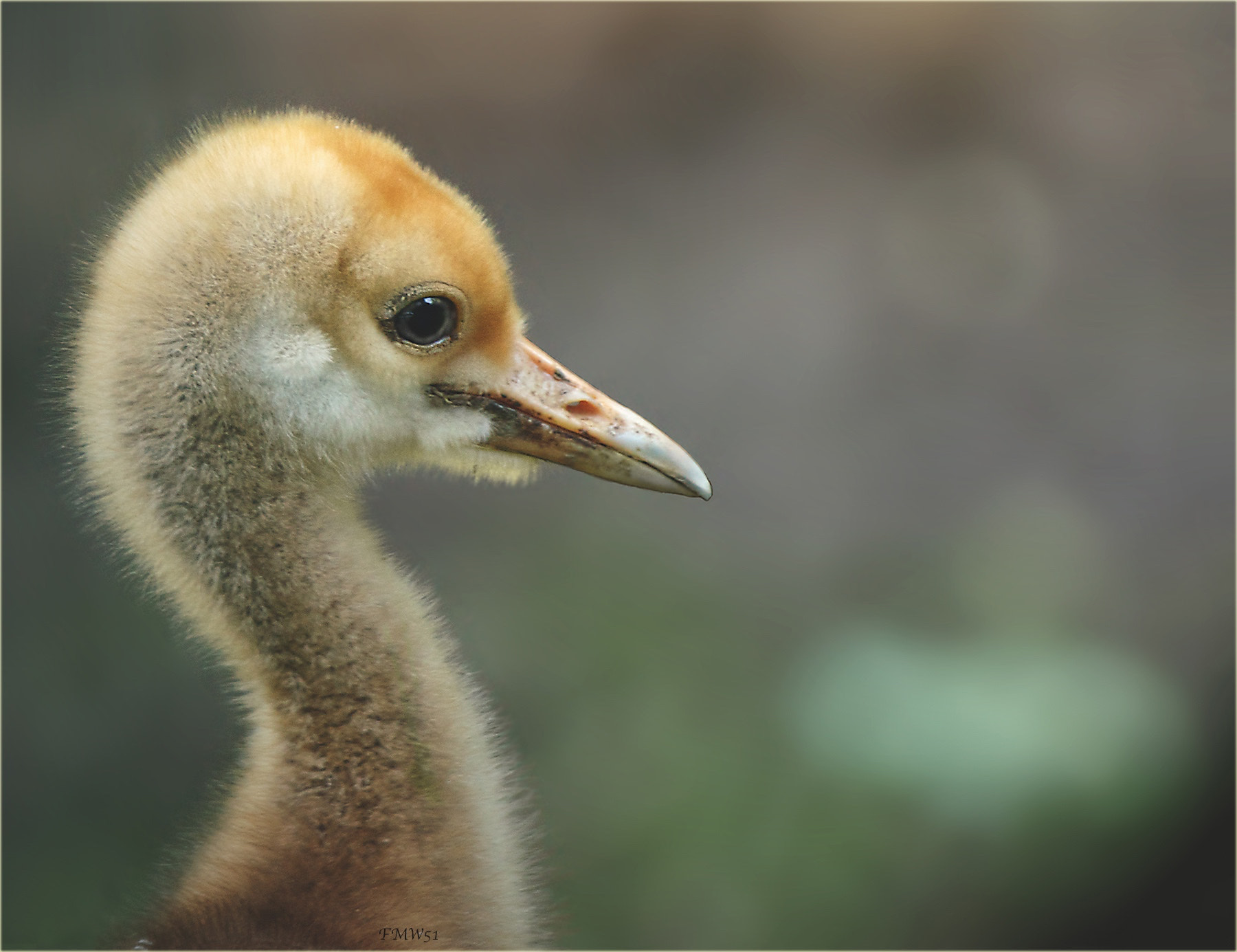 Sony 70-400mm F4-5.6 G SSM sample photo. 12 days old photography